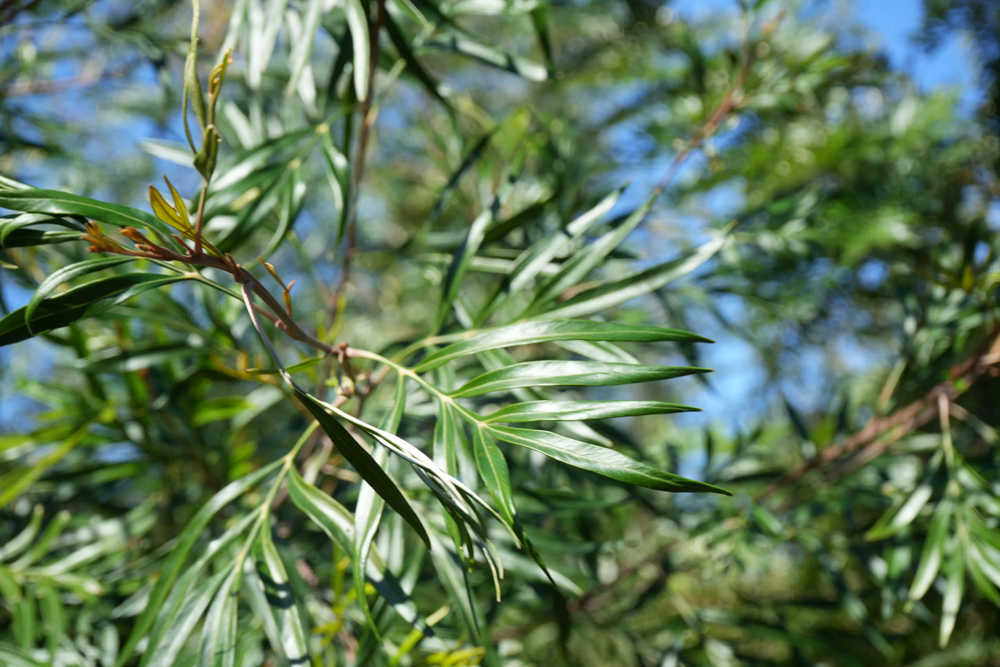 Grevillea banksii plant with slender green leaves in sunlight outdoors