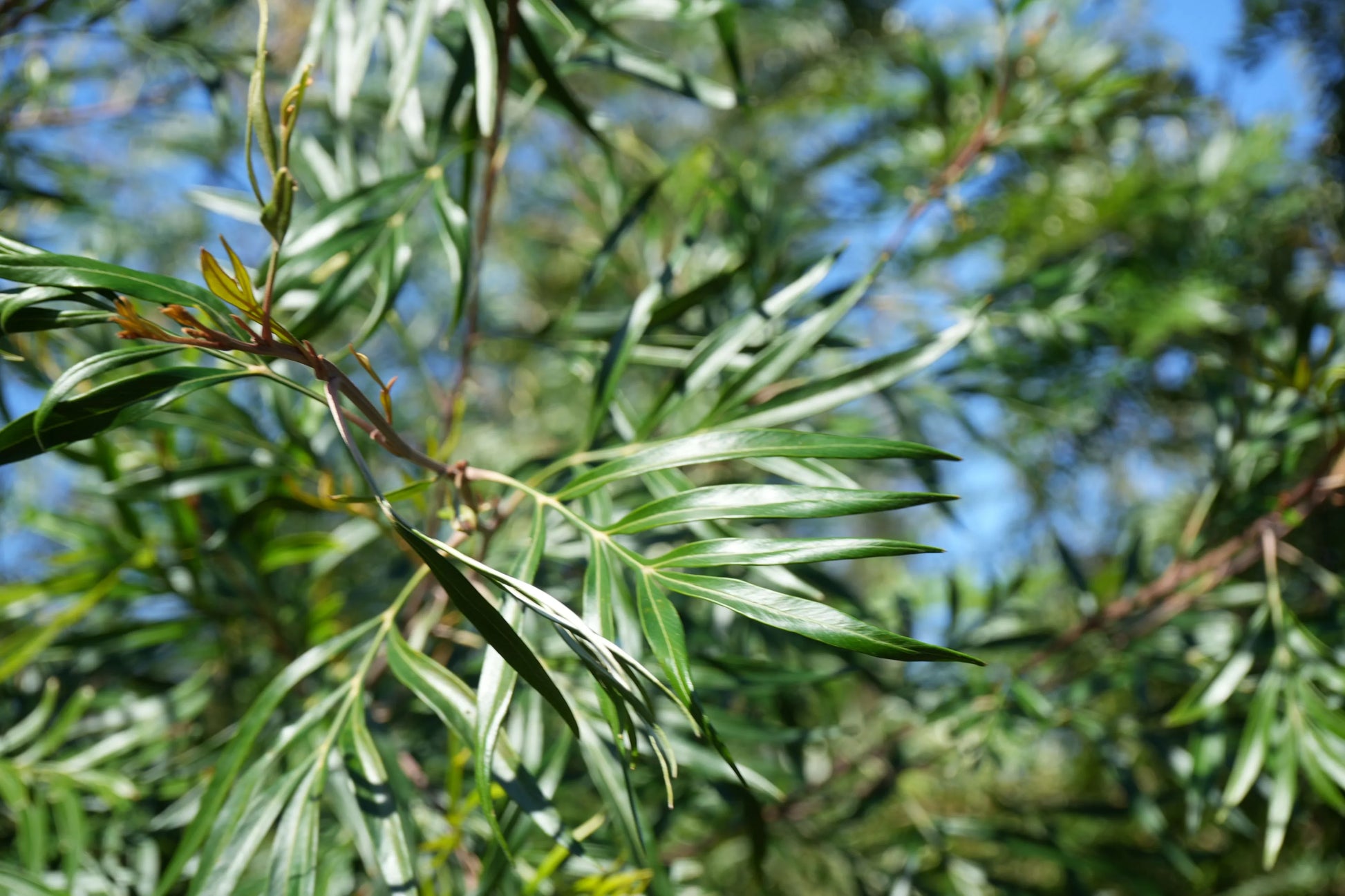 Grevillea banksii plant with slender green leaves in sunlight outdoors