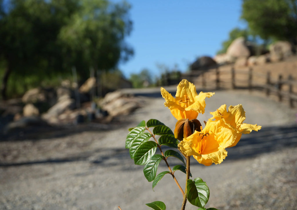 Vibrant yellow Spathodea flowers and glossy green leaves in a sunlit outdoor garden