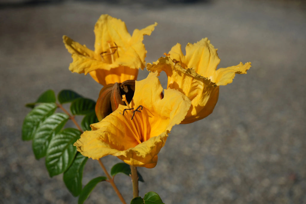 Bright yellow Spathodea campanulata bloom with green leaves outdoors