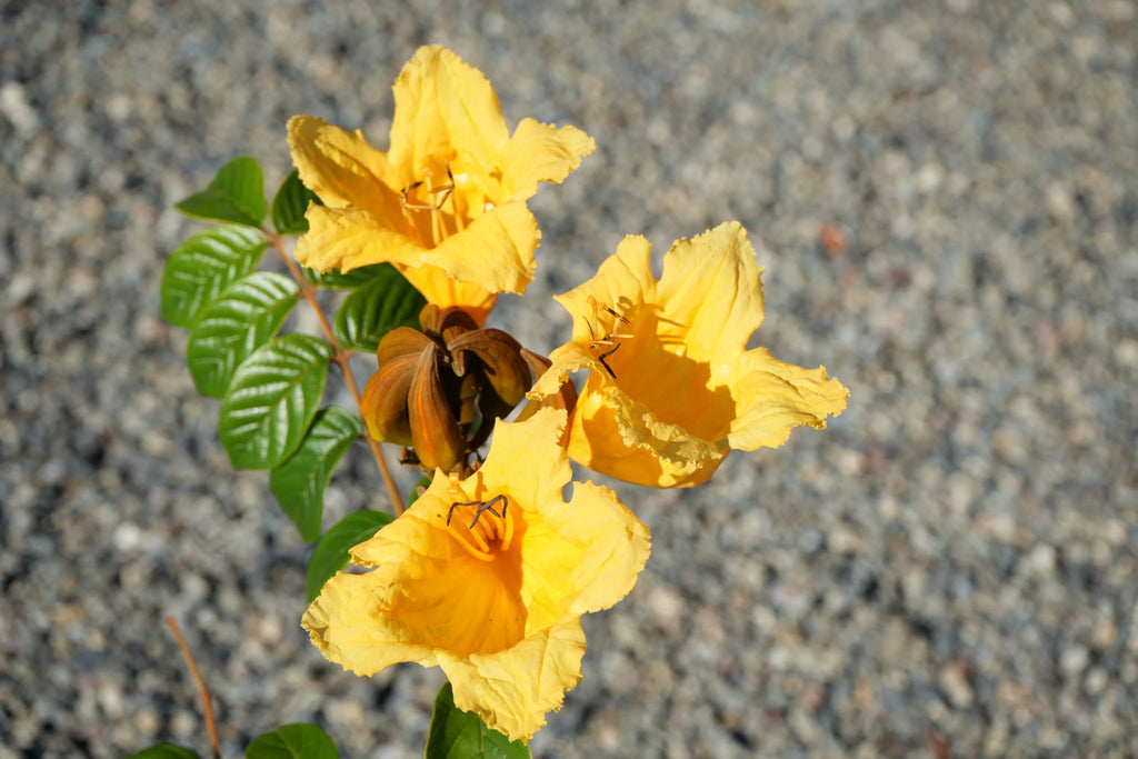 Close-up of yellow Spathodea campanulata flowers with green leaves outdoors