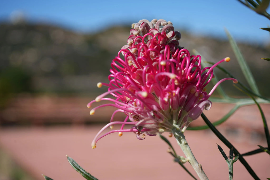 Close-up of pink Grevillea Sylvia flower with spidery petals, outdoor setting, blue sky