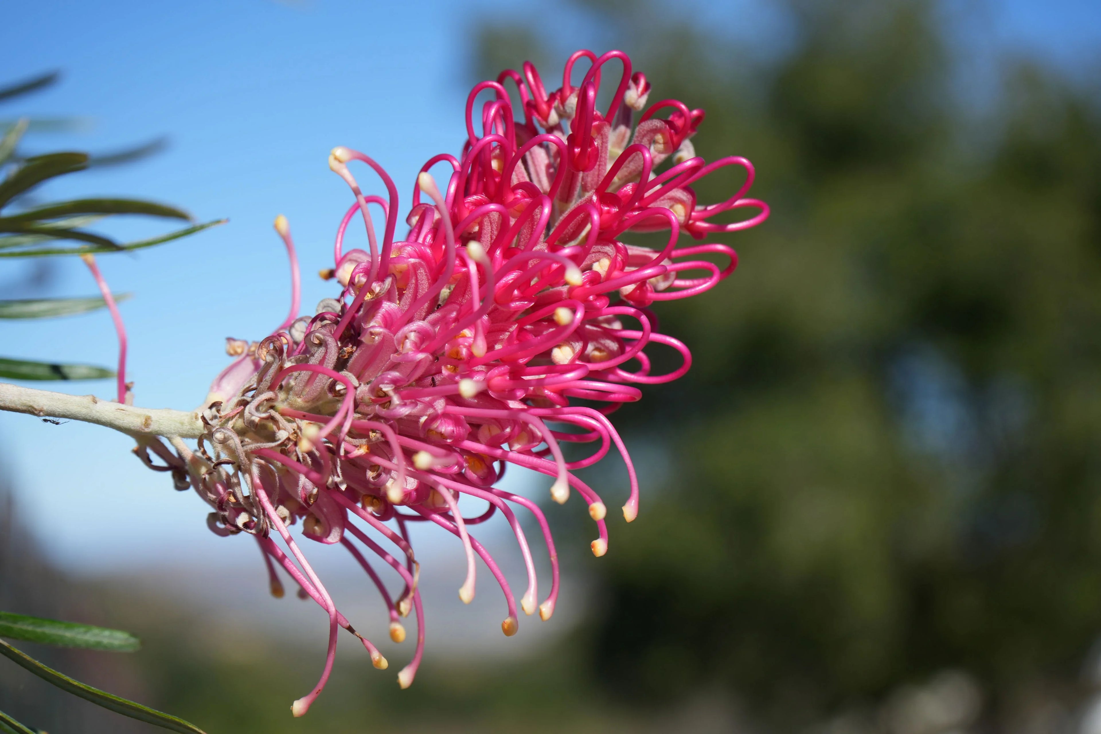 Close-up of Grevillea Sylvia flower with pink curled petals and outdoor foliage background