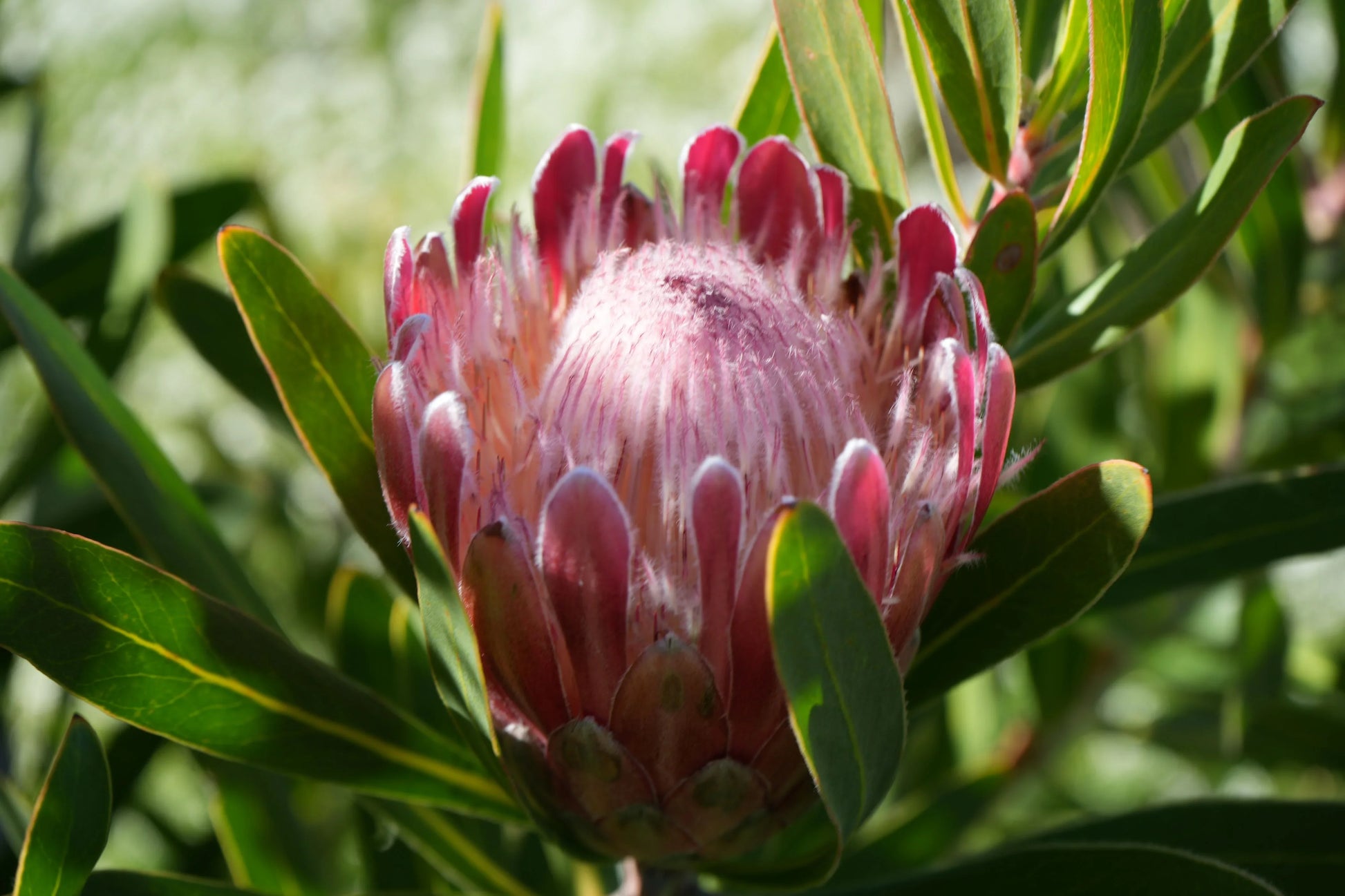 Pink protea flower blooming with green leaves in natural sunlight