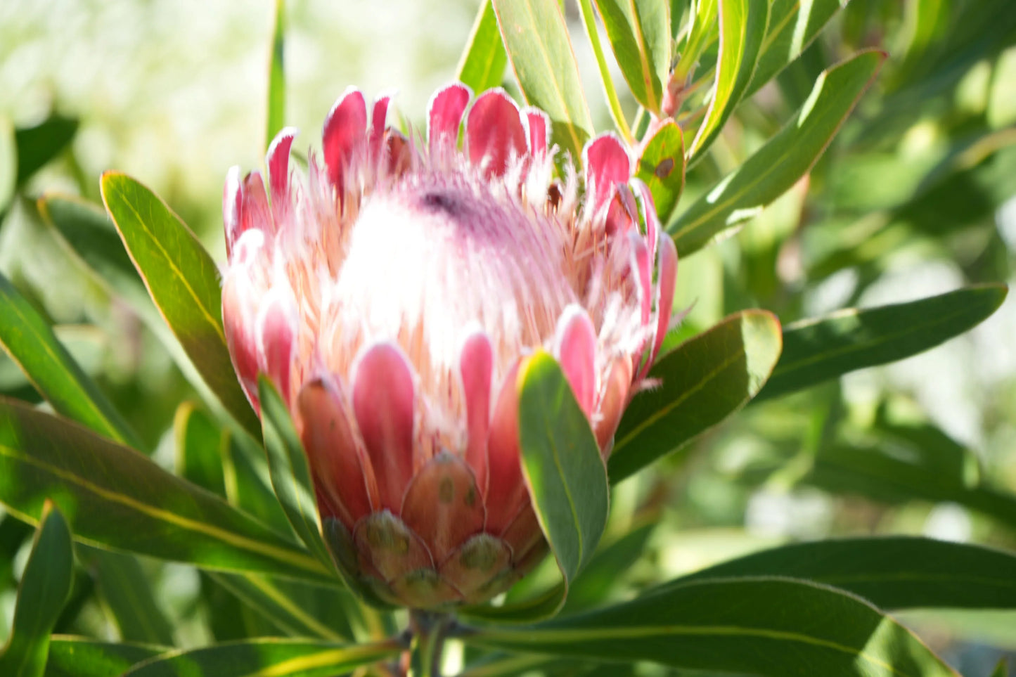 Close-up of pink Protea flower with green leaves in natural sunlight