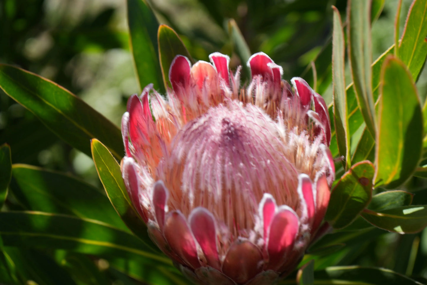Pink protea flower in bloom with green foliage, exotic plant close-up