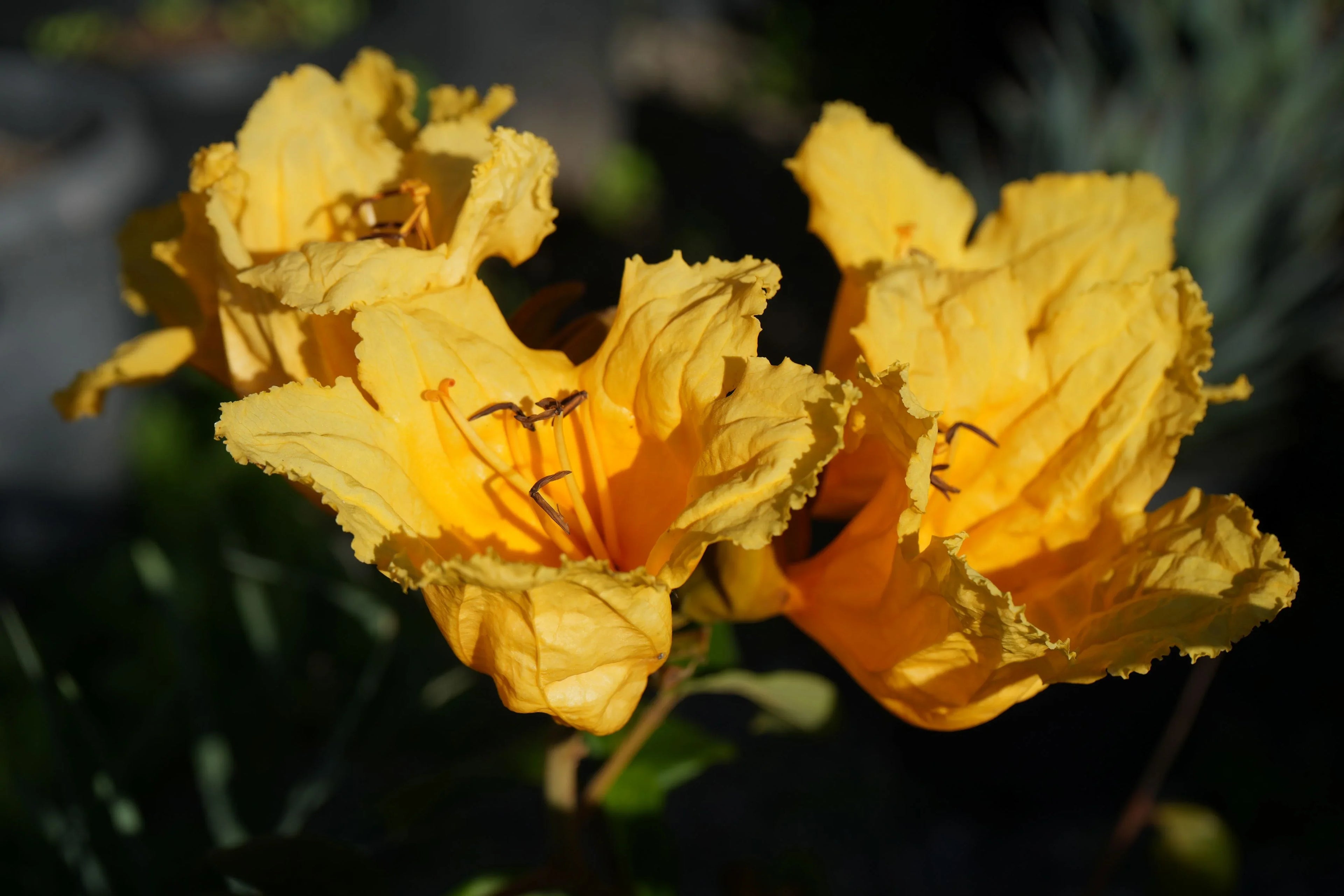 Bright yellow Spathodea tulip tree flowers in sunlight, exotic flowering plant close-up