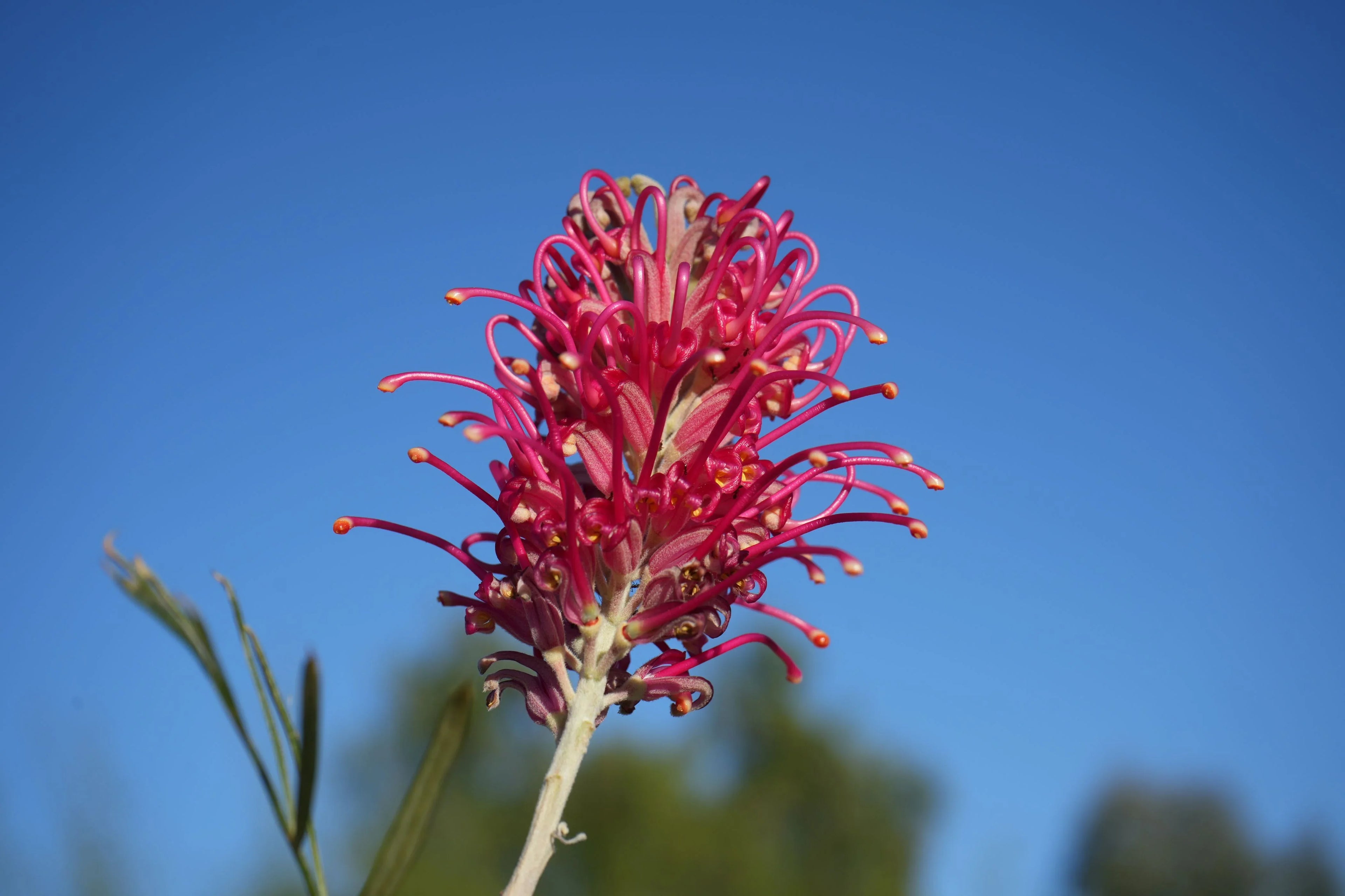 Grevillea Sylvia flower with vibrant pink petals against a clear blue sky