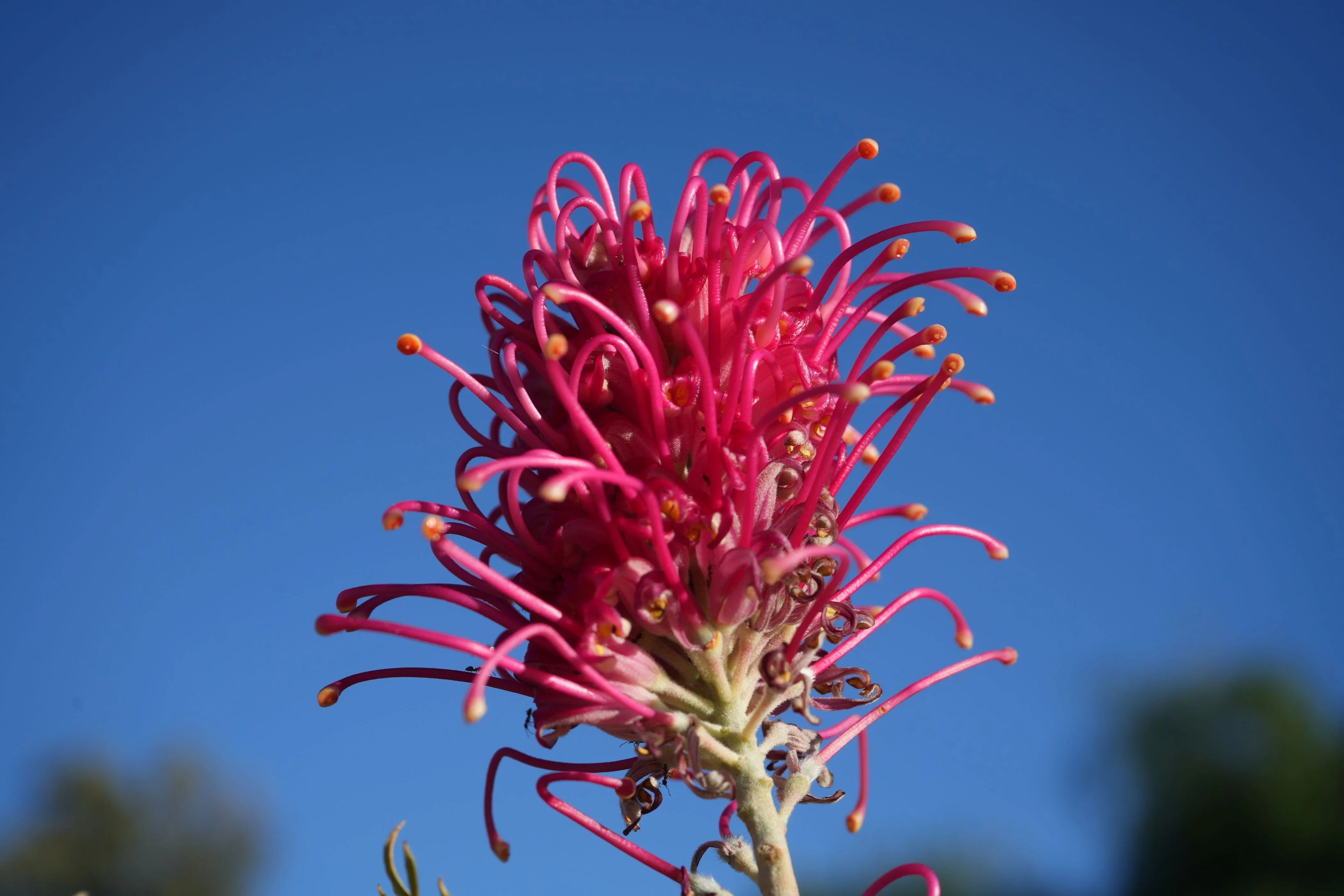 Close-up of vibrant pink Grevillea Sylvia flower against blue sky, Australian native plant
