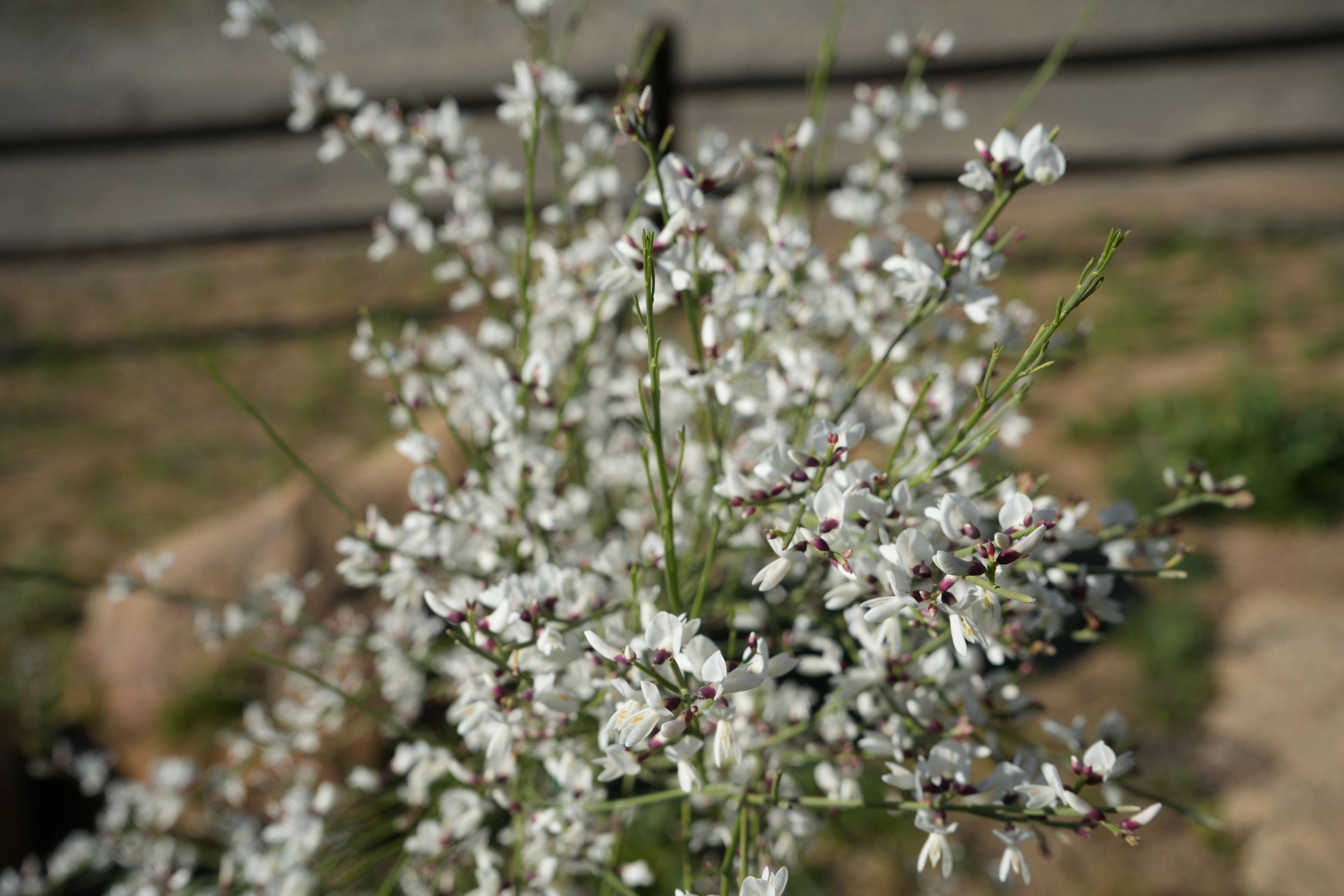 Genista plant with delicate white flowers and green stems outdoors