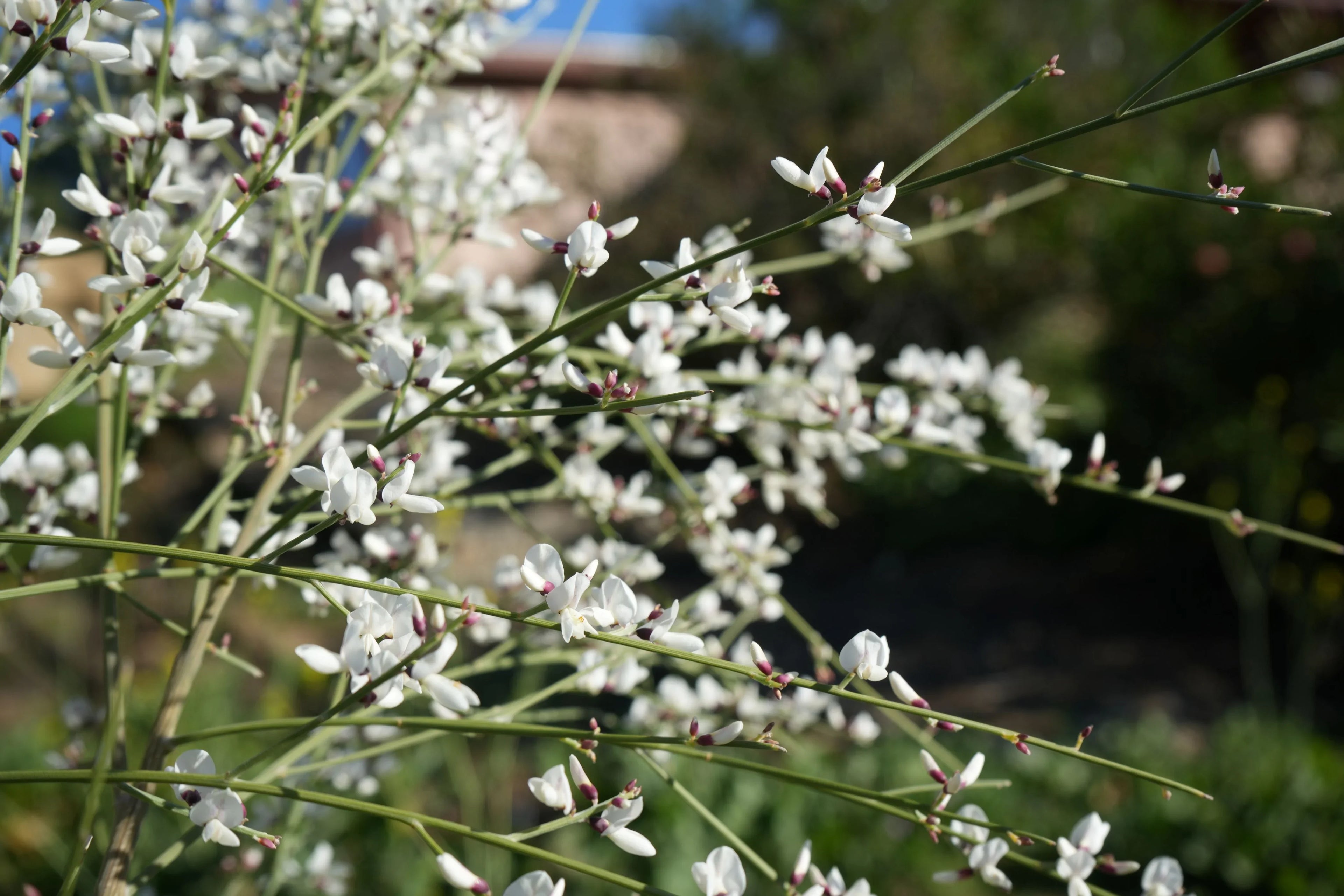 Genista plant with delicate white flowers and slender green stems outdoors