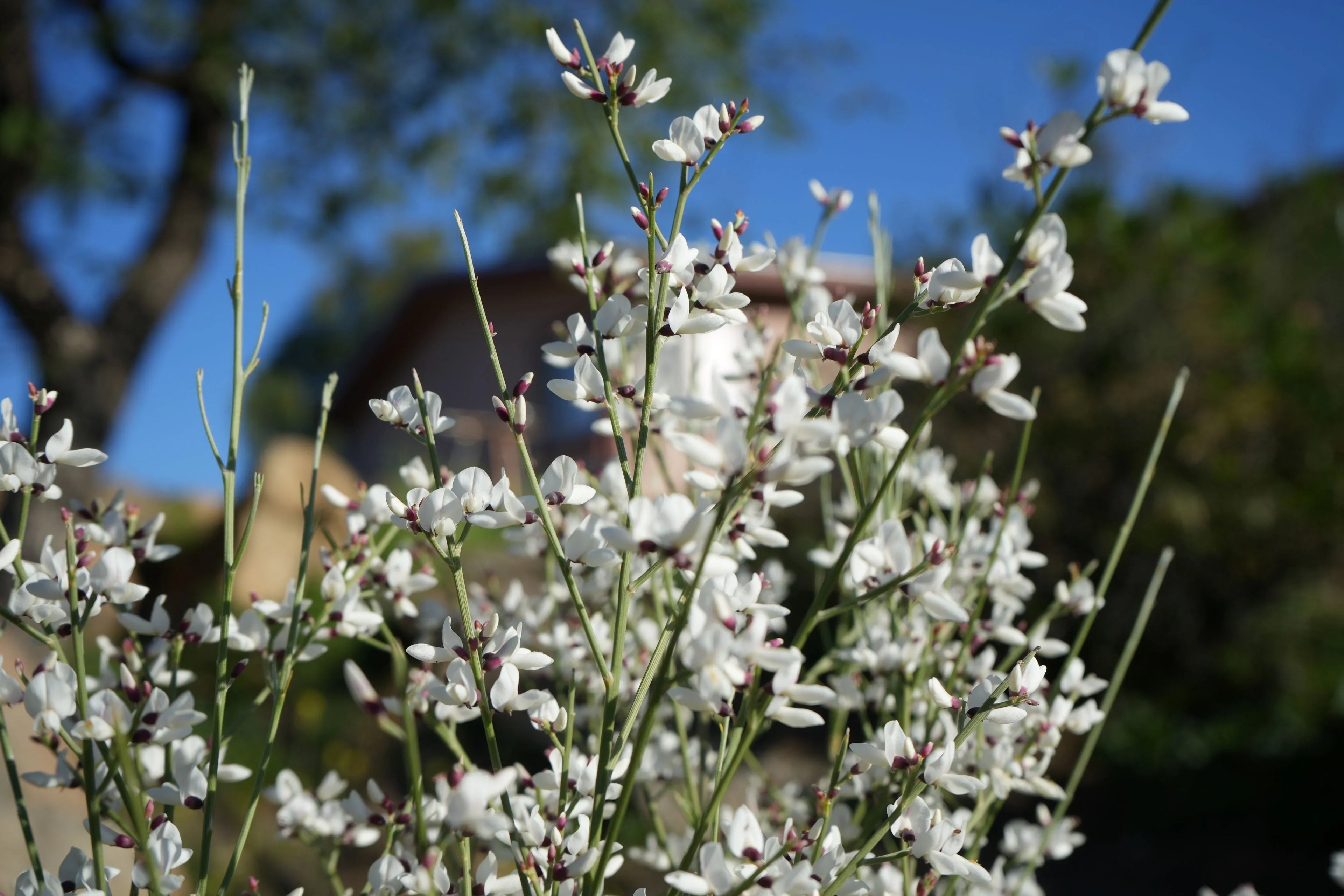 Genista plant with delicate white and purple flowers blooming outdoors in sunlight
