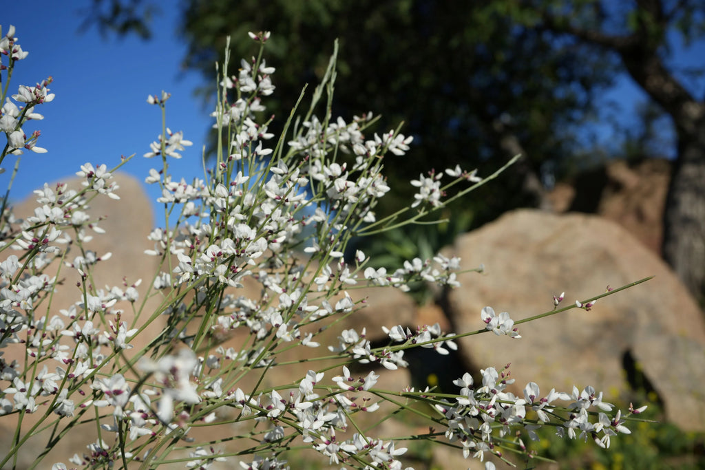 Genista plant with delicate white flowers and green stems outdoors by rocks and trees