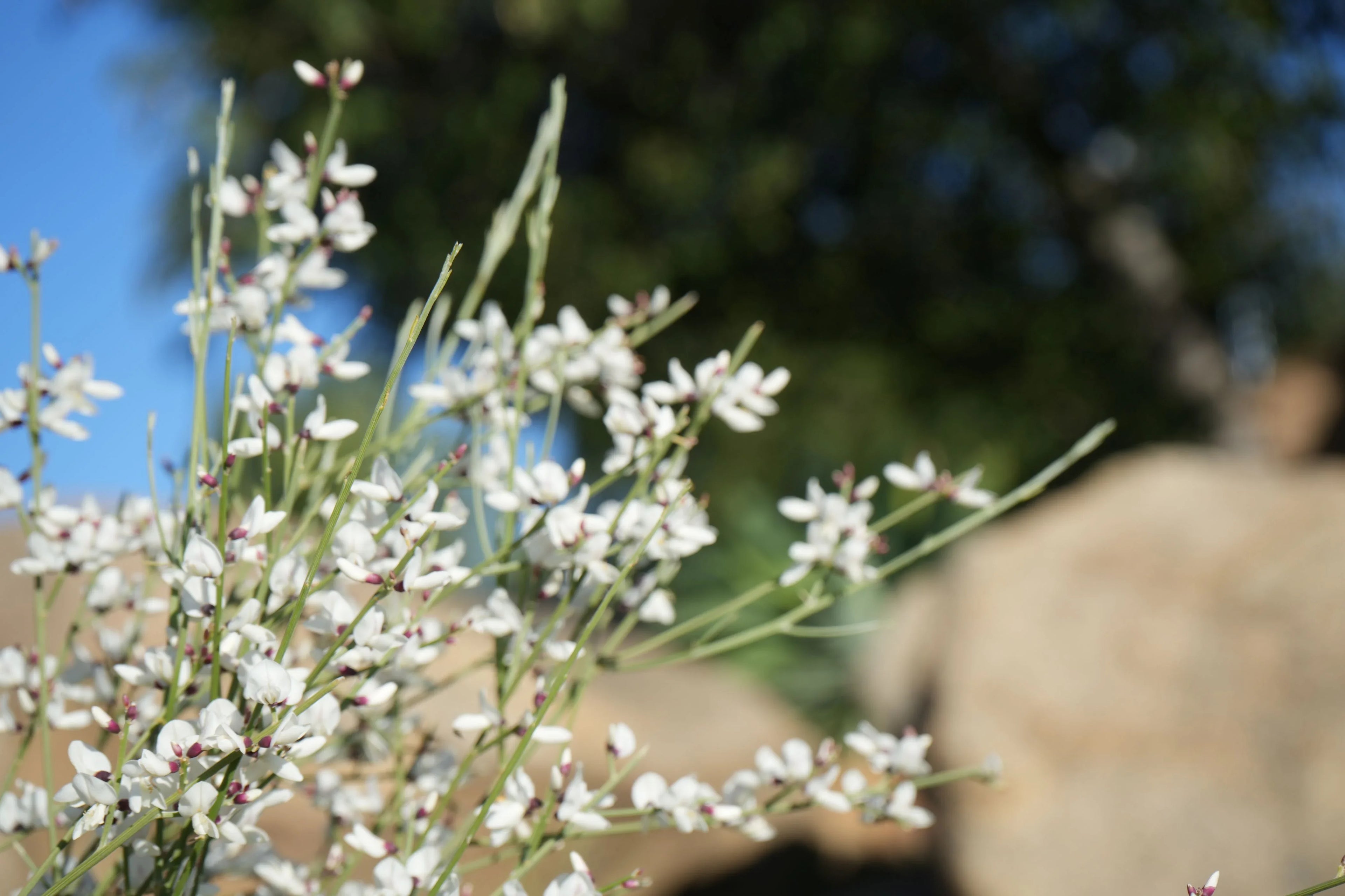 Genista plant with delicate white flowers, green stems, and a natural outdoor background