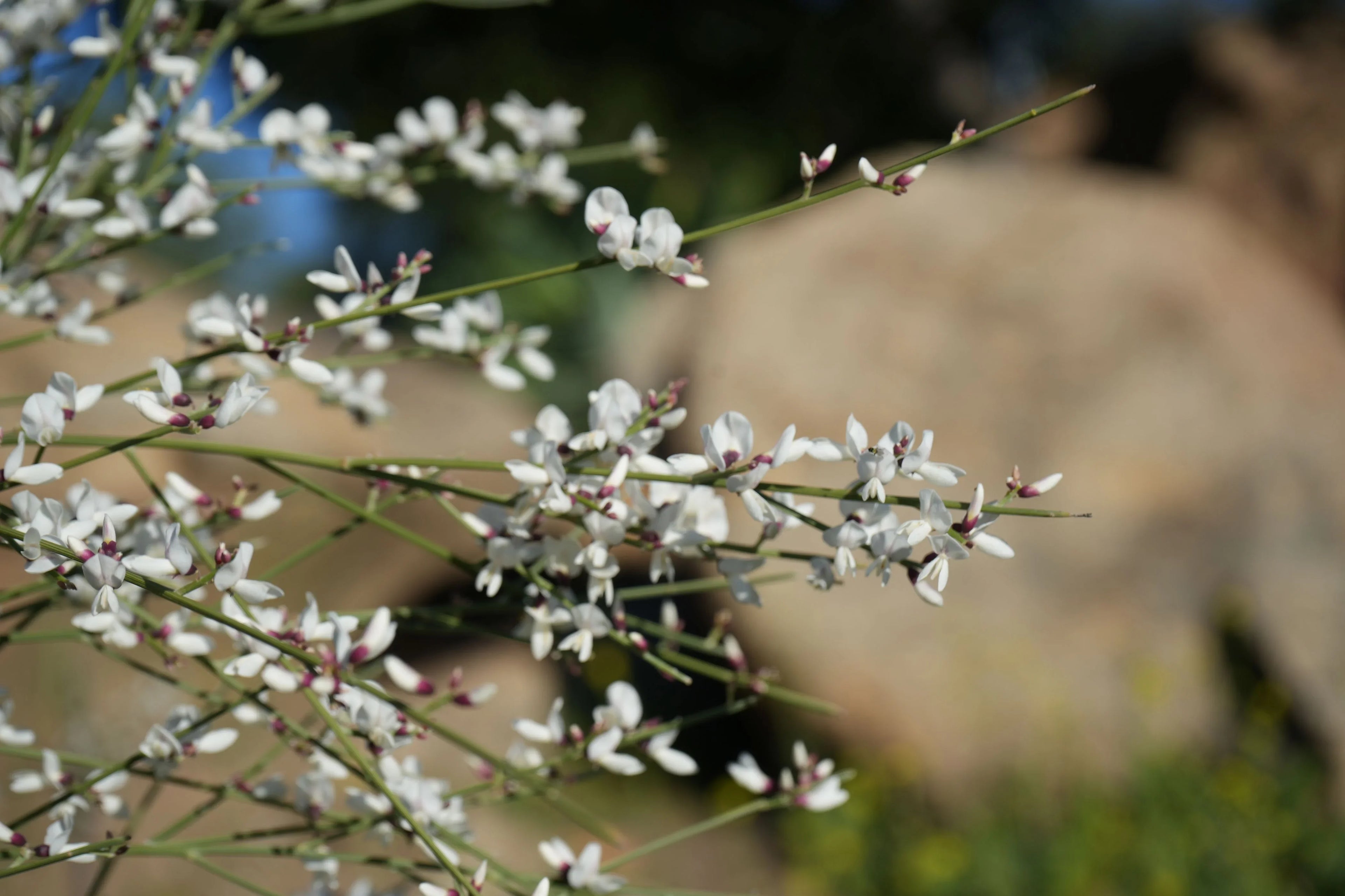 White Genista flowers with purple buds on green stems outdoors, exotic plant closeup