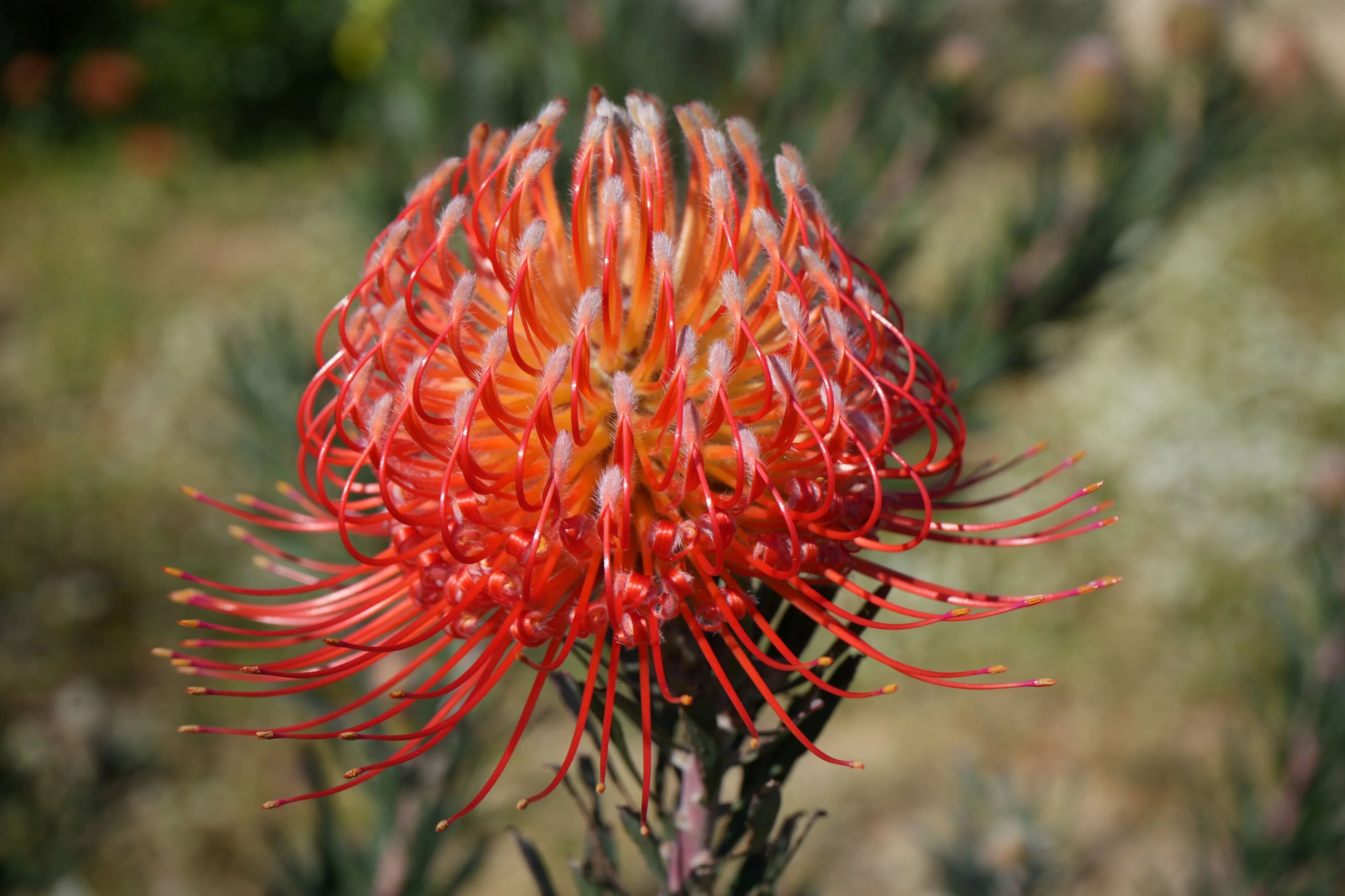 Close-up of Leucospermum Blanche Ito pincushion protea flower with vibrant orange-red petals