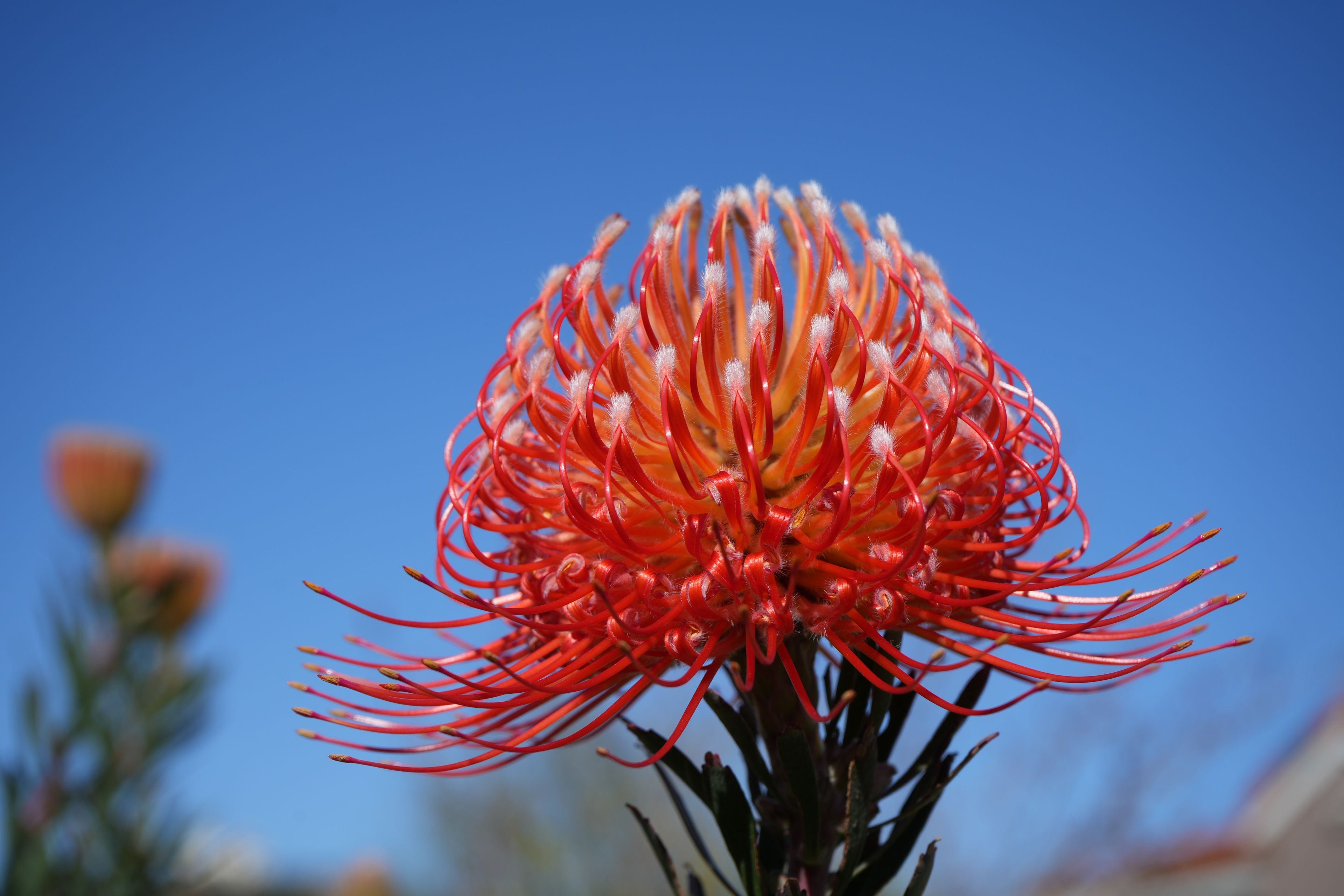 Leucospermum Blanche Ito pincushion protea flower with orange-red petals against blue sky