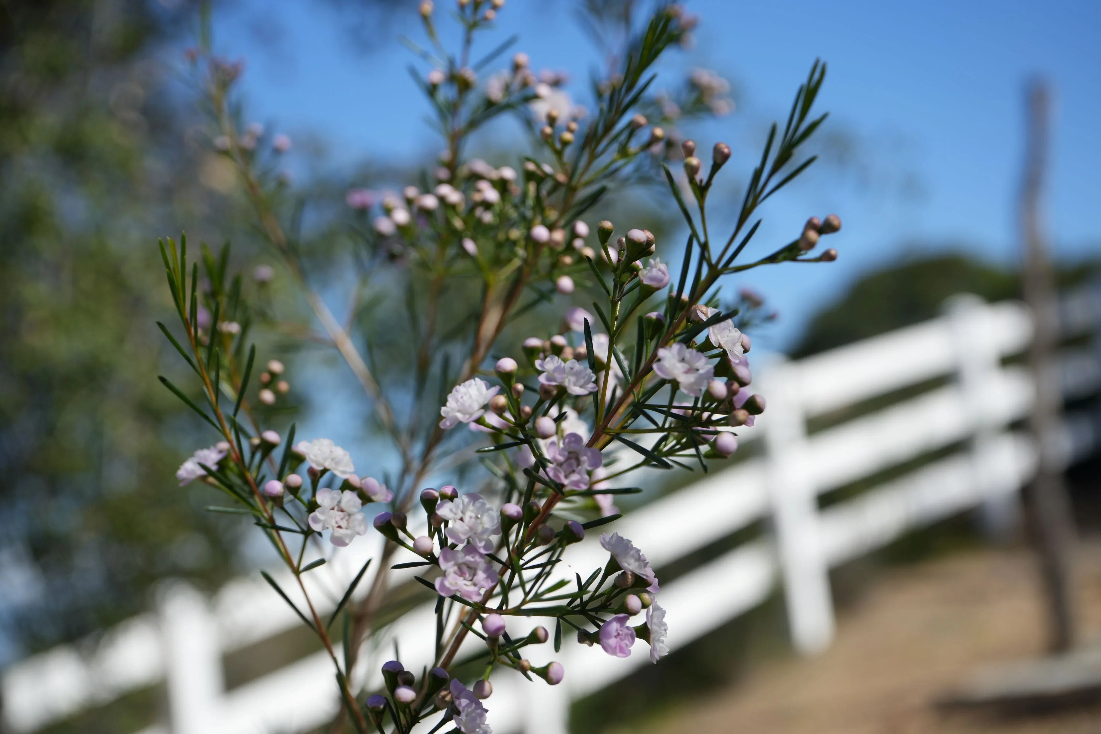 Dancing Queen Waxflower with pink and white blossoms outdoors, blue sky and fence background