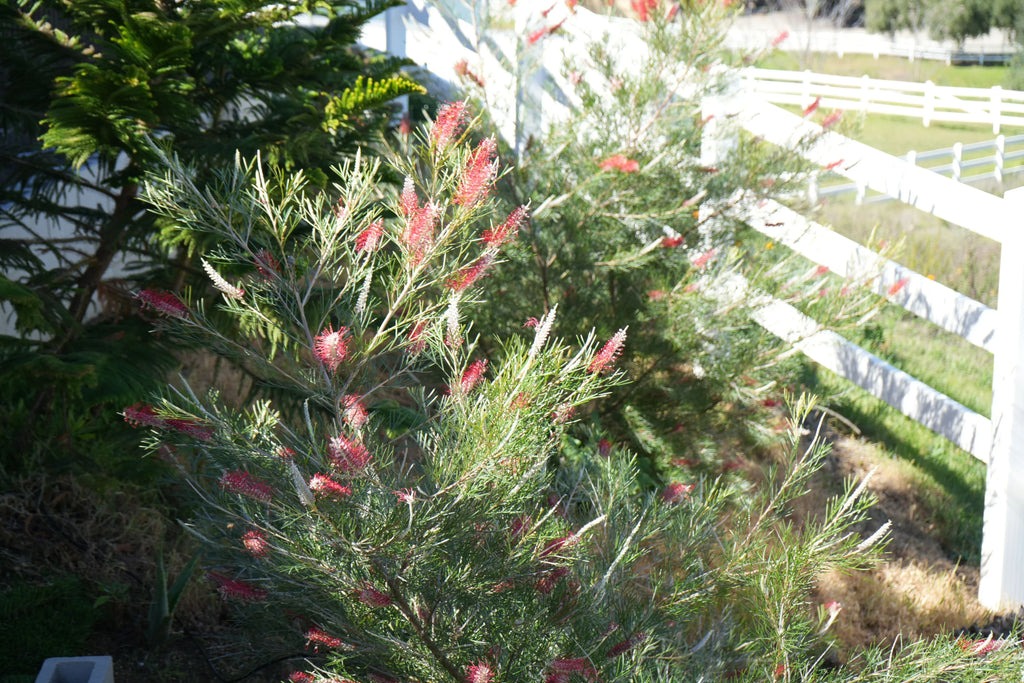 Grevillea Kings Celebration shrub with pink-red flowers in a sunny garden by a white fence