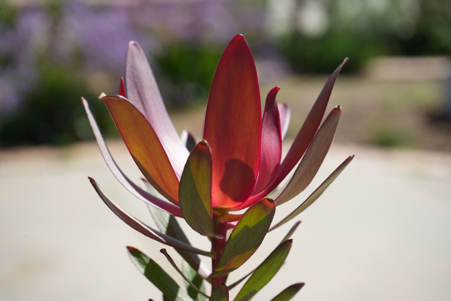 Leucadendron Safari Sunset with vibrant red and green bracts outdoors in sunlight