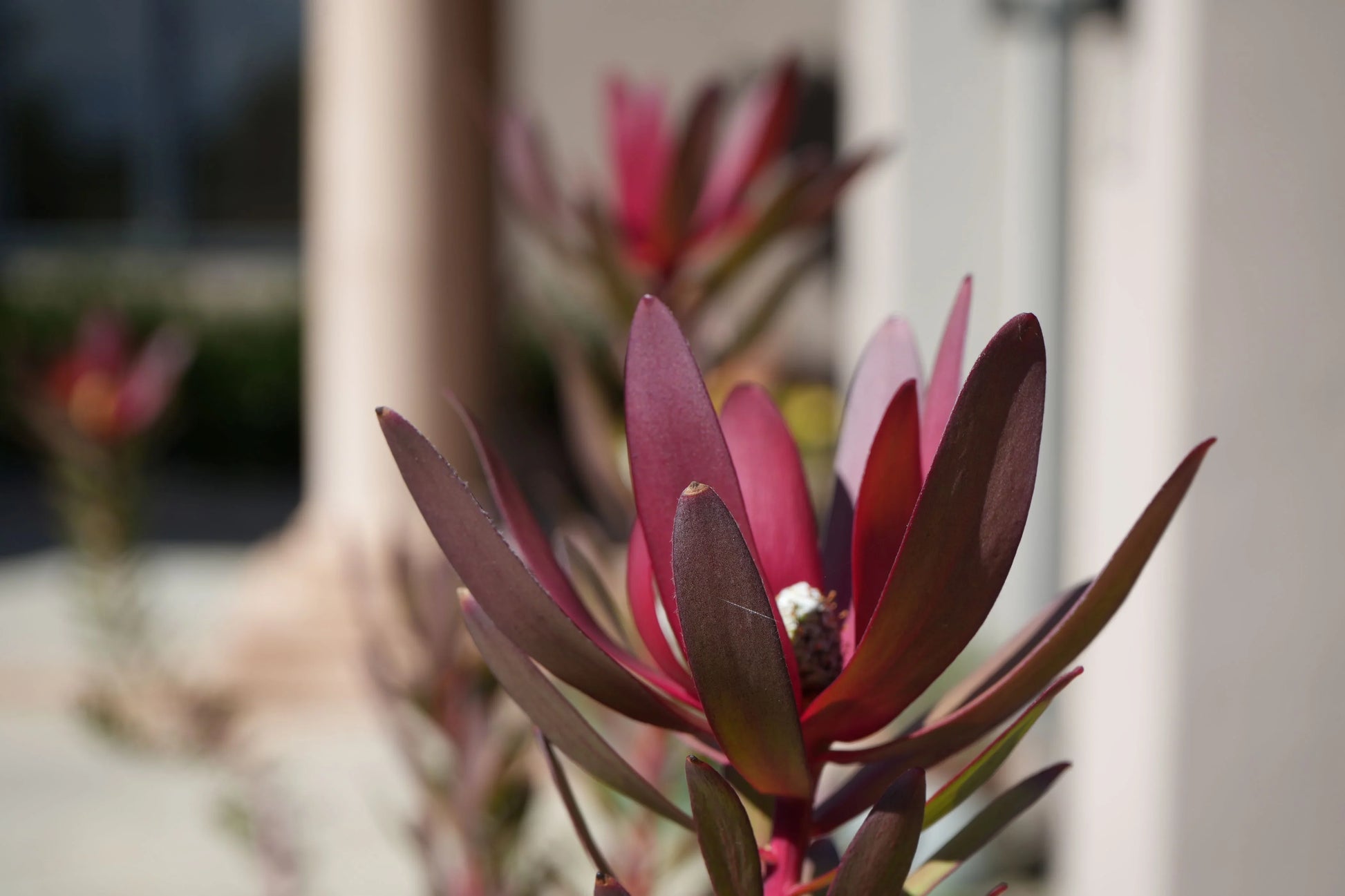 Leucadendron Safari Sunset plant with vibrant red foliage in outdoor sunlight