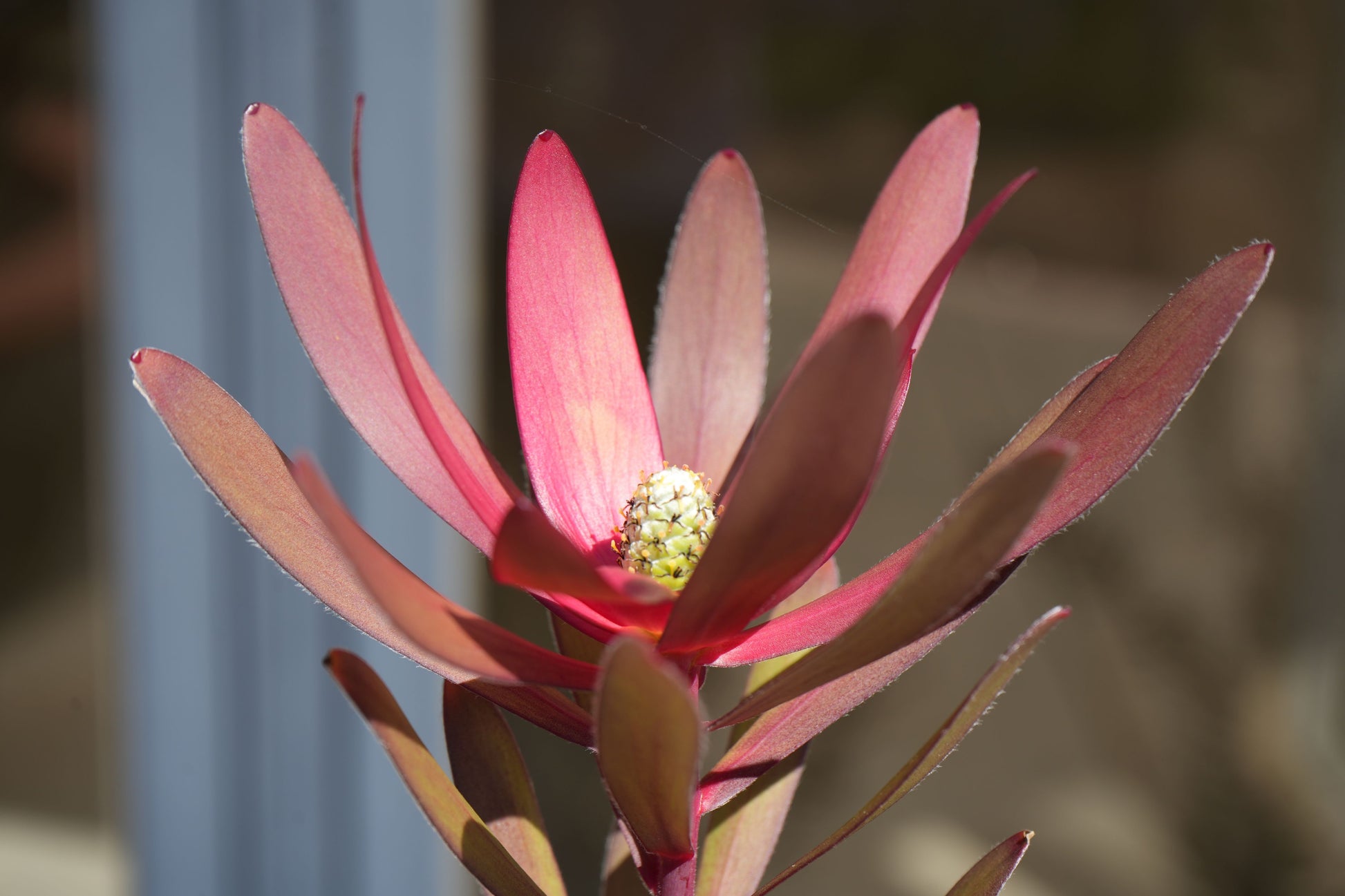 Close-up of Leucadendron Safari Sunset plant with red bracts and yellow cone, exotic foliage