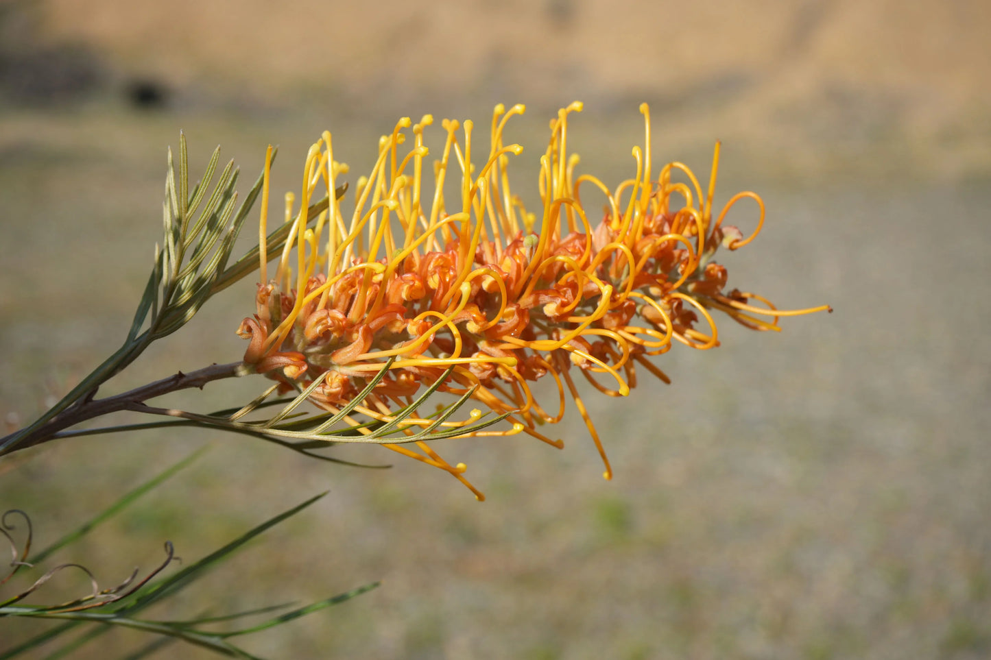 Grevillea Honey Gem flower with vivid orange-yellow blooms and needle-like leaves outdoors