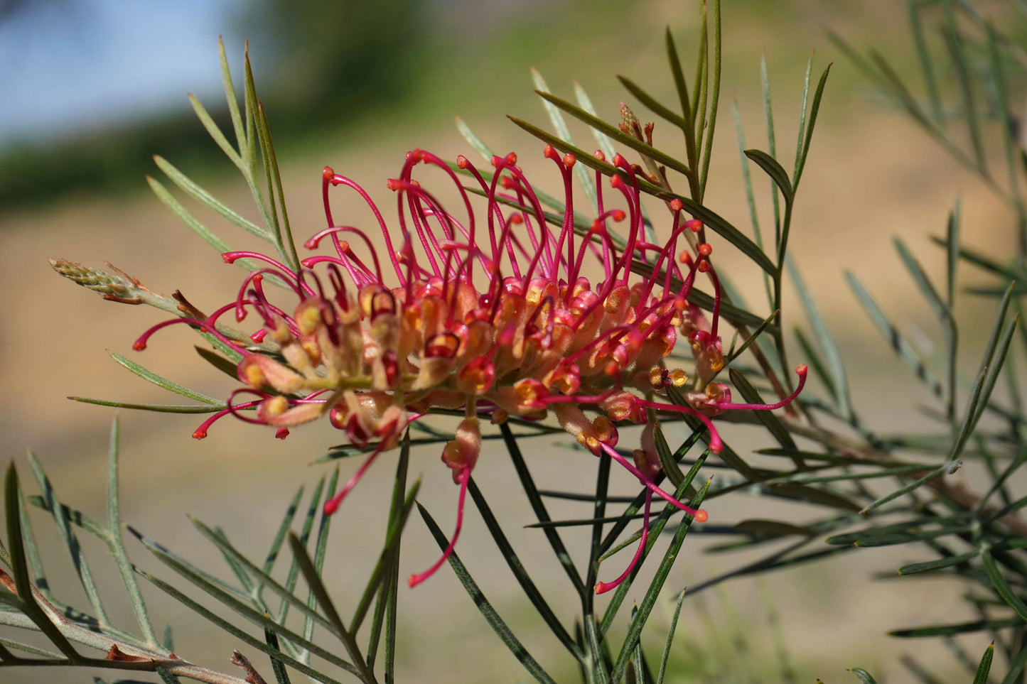 Close-up of Grevillea Spirit of Anzac flower with bright red and yellow curled petals and spiky green leaves