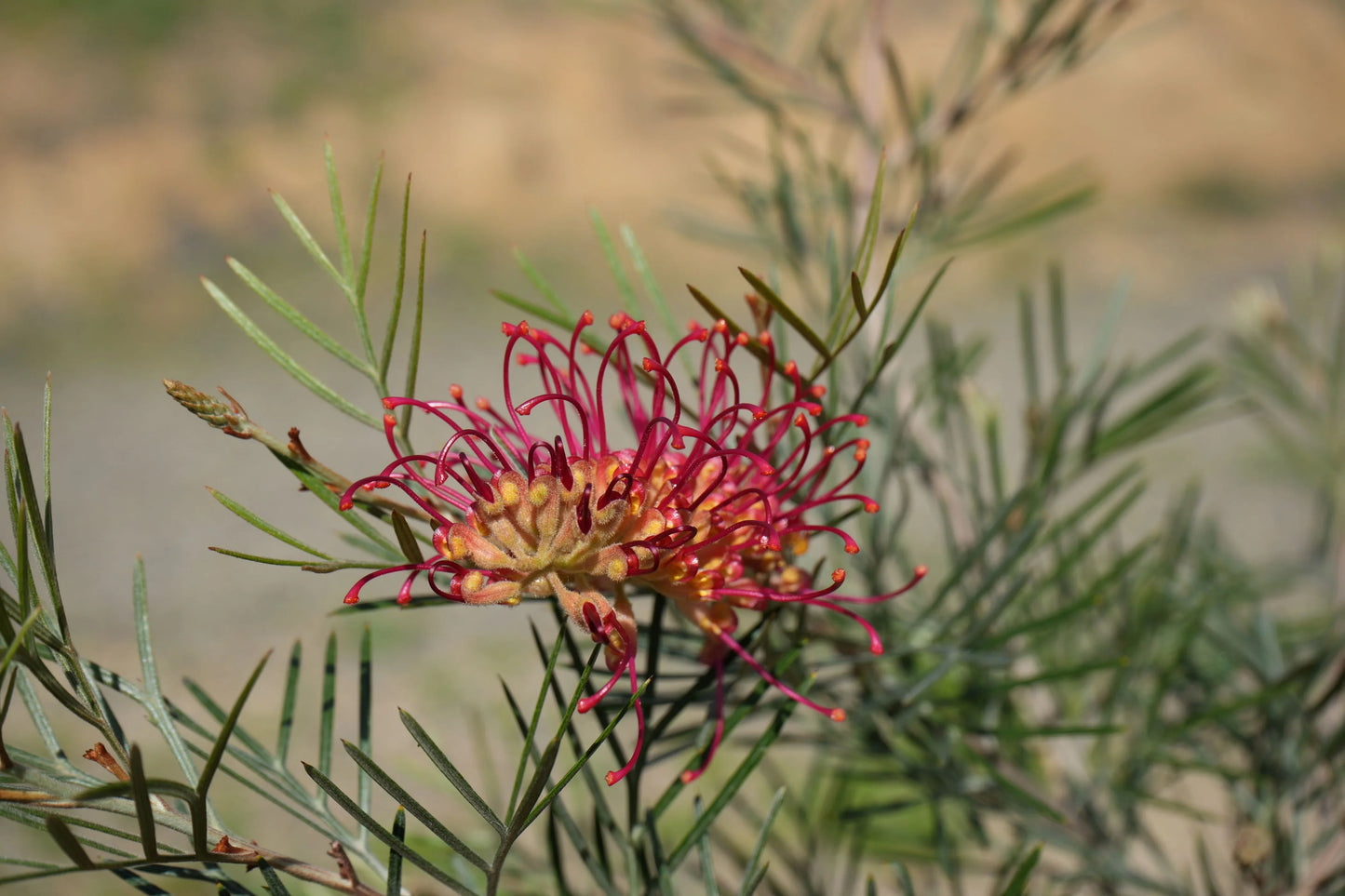 Close-up of Grevillea Spirit of Anzac flower with pink-red curved petals and green foliage