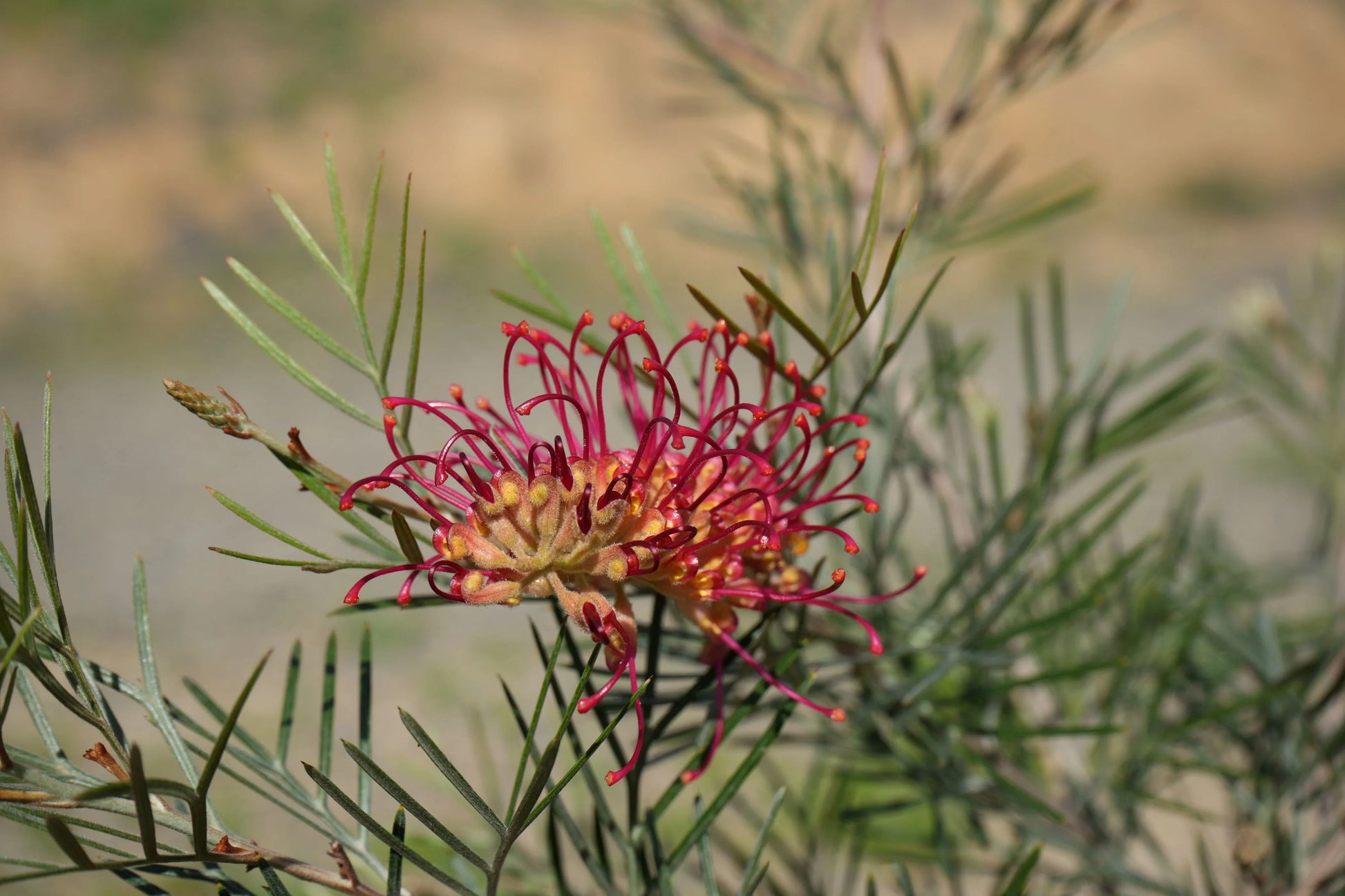 Close-up of Grevillea Spirit of Anzac flower with pink-red curved petals and green foliage