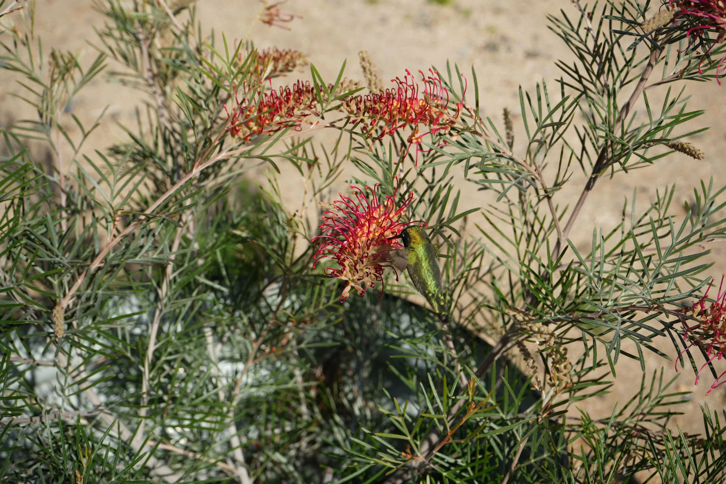 Grevillea Spirit of Anzac with red flowers and a hummingbird feeding outdoors