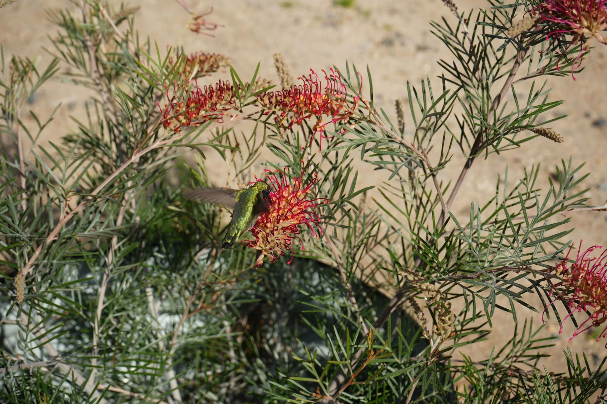 Hummingbird feeding on red Grevillea Spirit of Anzac flowers in a sunny outdoor garden