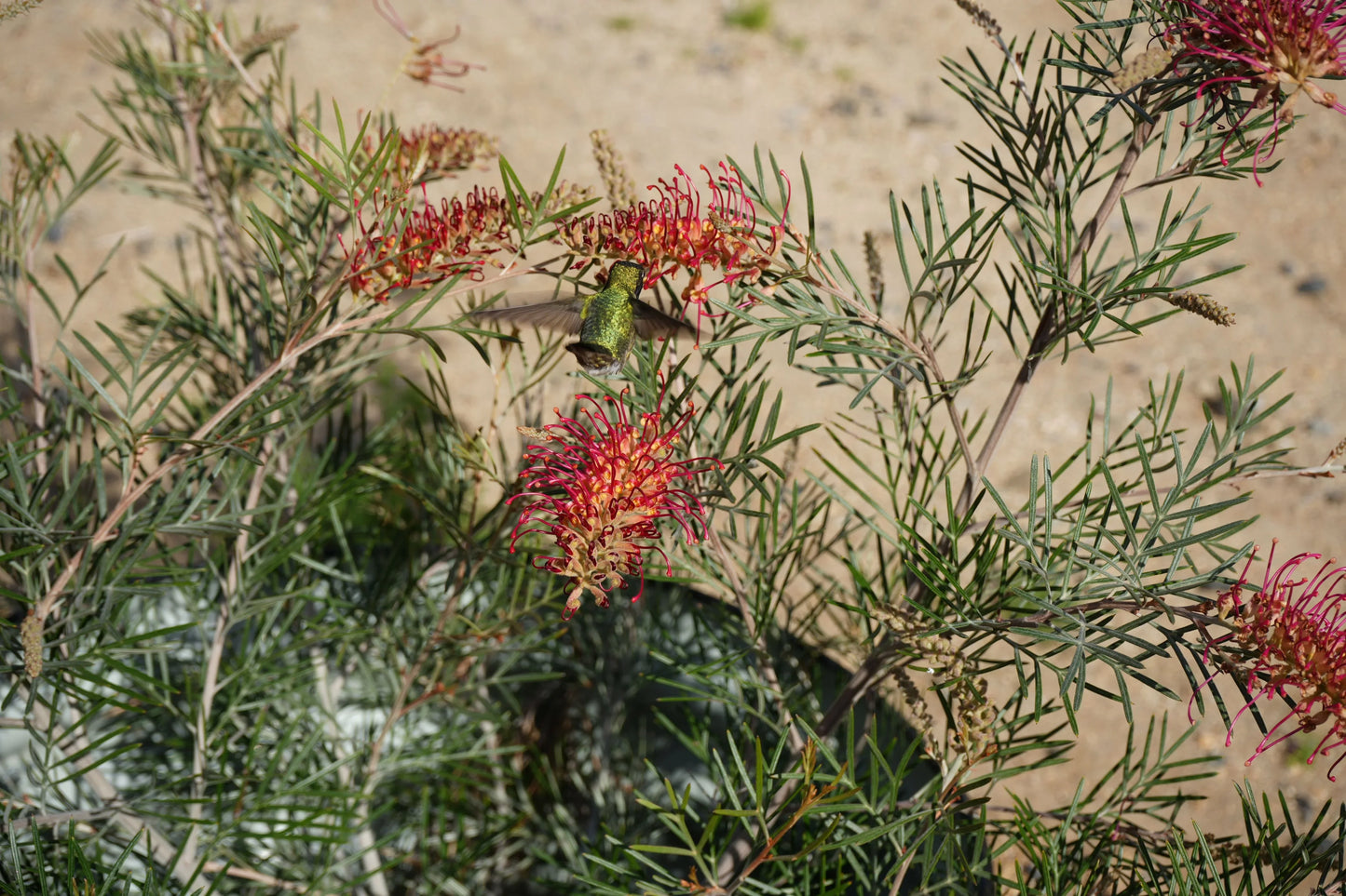 Grevillea Spirit of Anzac with red flowers and a green hummingbird in a garden setting
