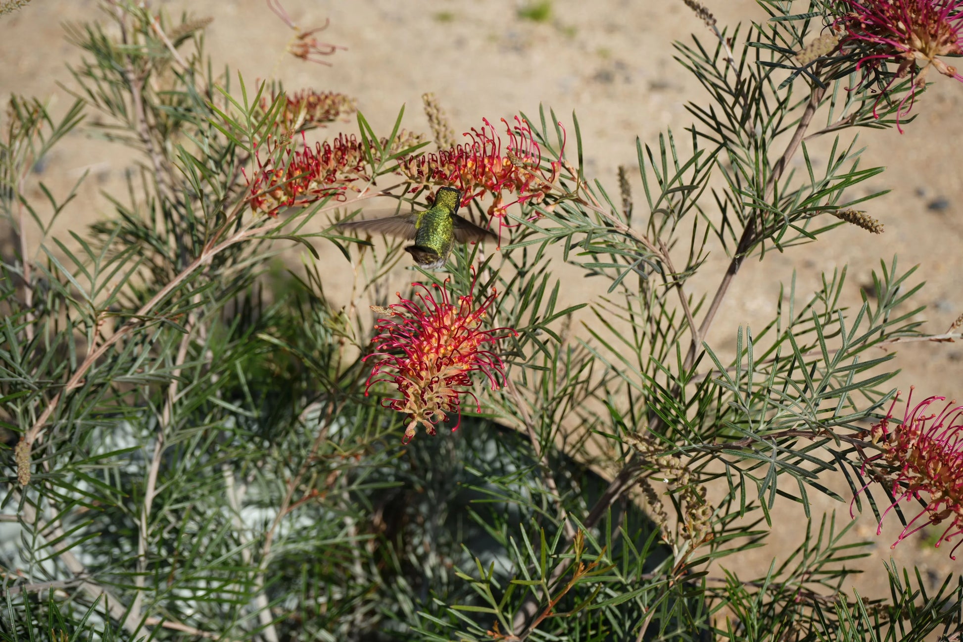 Grevillea Spirit of Anzac with red flowers and a green hummingbird in a garden setting