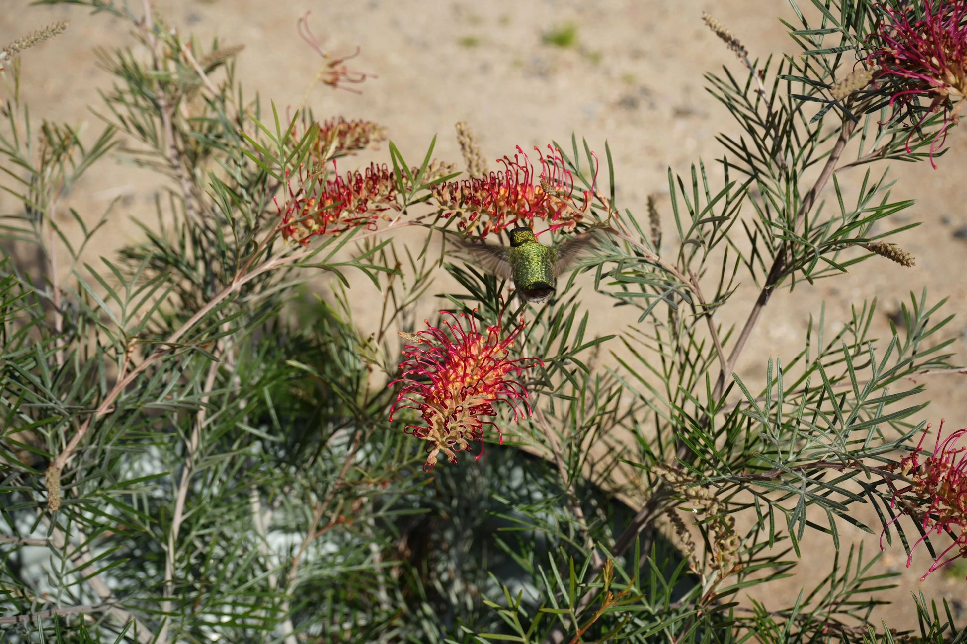 Hummingbird feeding from Grevillea Spirit of Anzac red flowers with narrow leaves outdoors