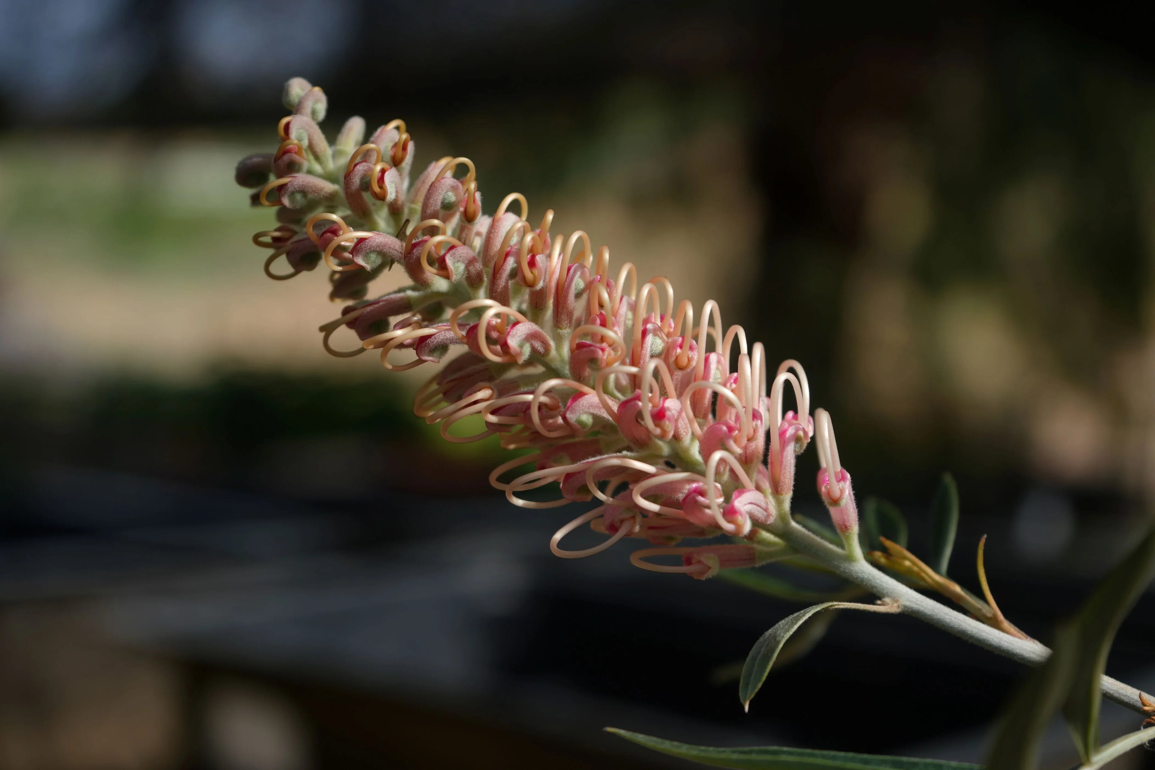 Close-up of Grevillea Misty Pink flower with curled pink and cream blooms outdoors
