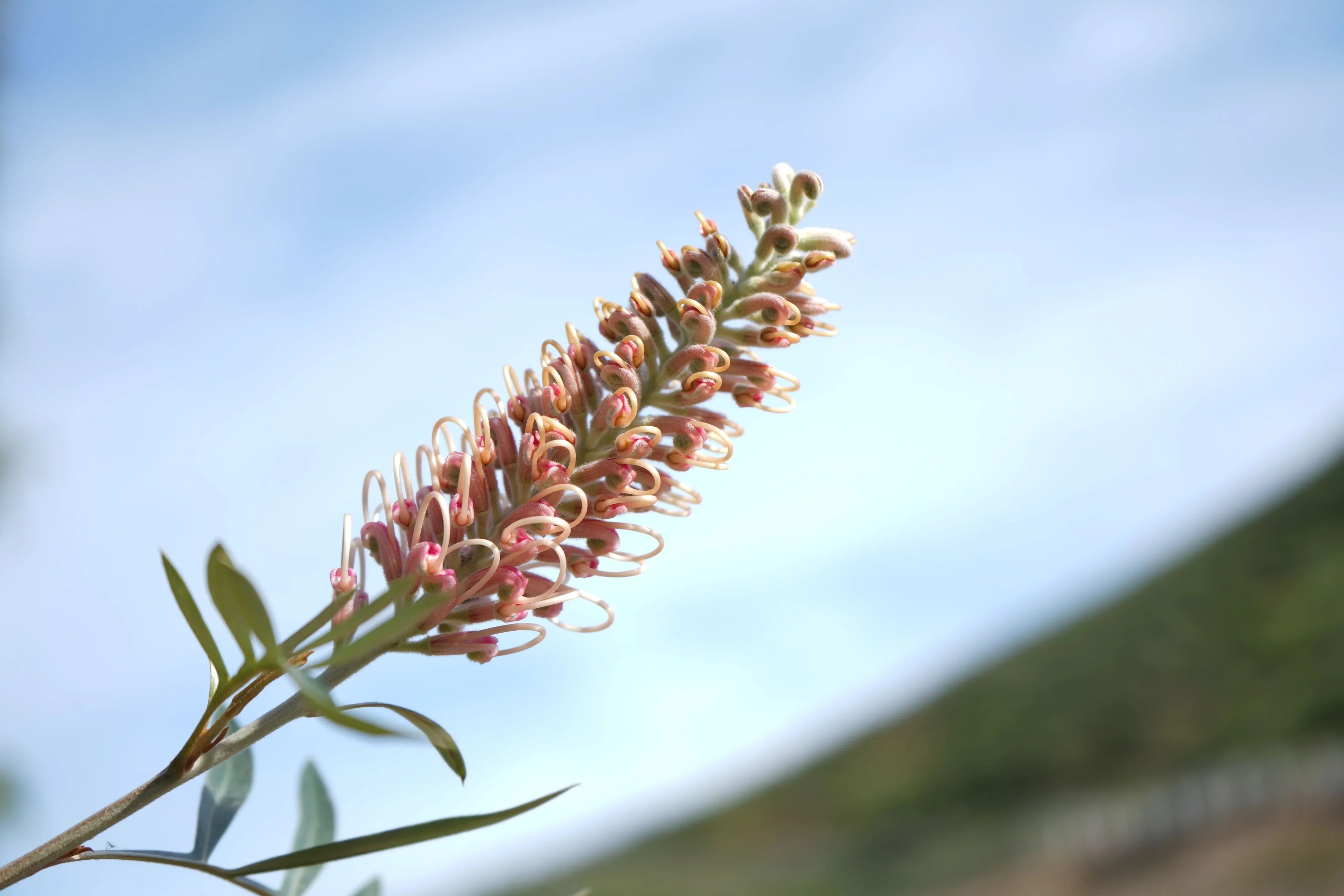 Grevillea Misty Pink bloom with pink and cream flowers against a clear sky background