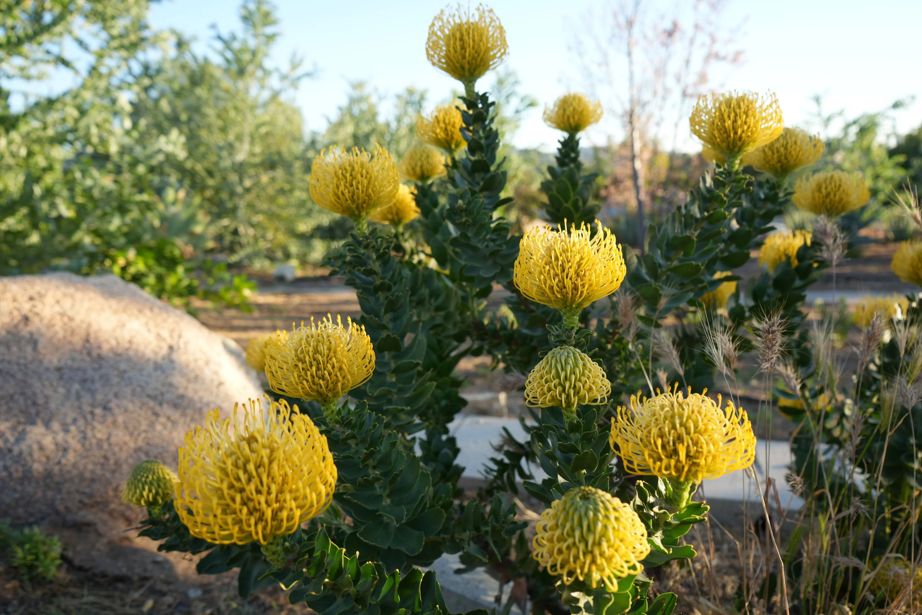 ☀️Leucospermum 'High Gold': Brilliant Lemon-Yellow Spheres and Rugged Coastal Vigor