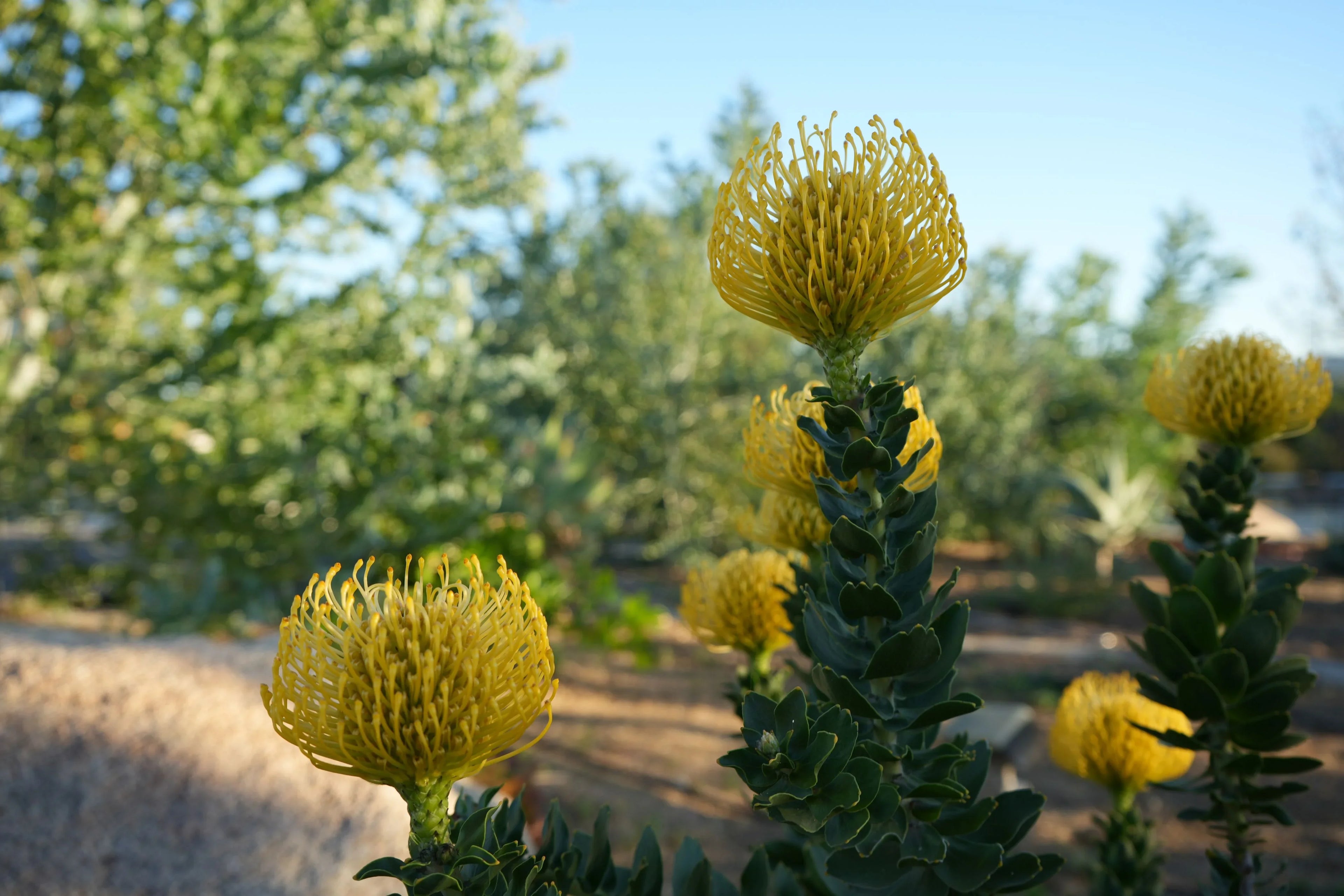 ☀️Leucospermum 'High Gold': Brilliant Lemon-Yellow Spheres and Rugged Coastal Vigor