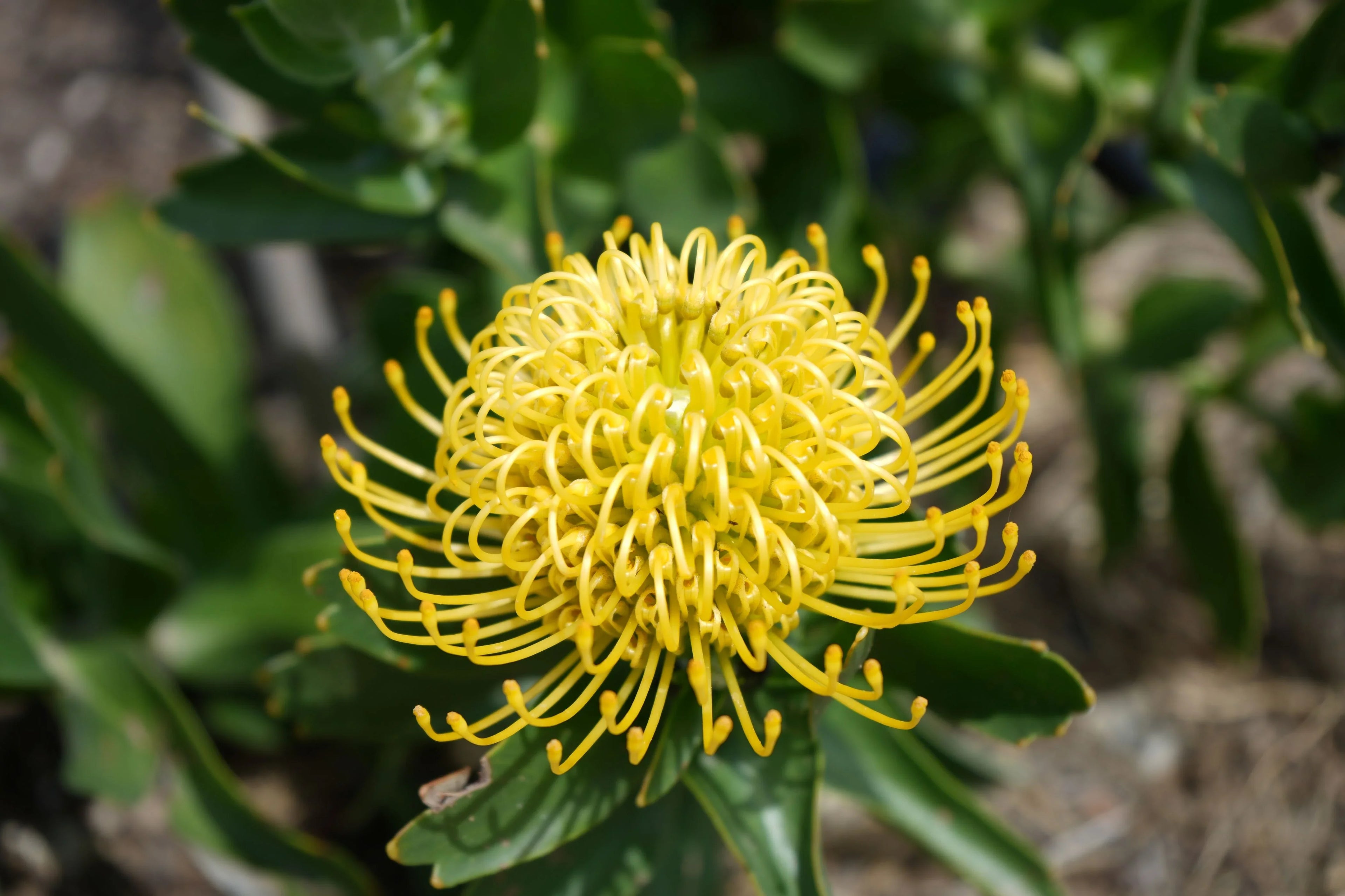 ☀️Leucospermum 'High Gold': Brilliant Lemon-Yellow Spheres and Rugged Coastal Vigor