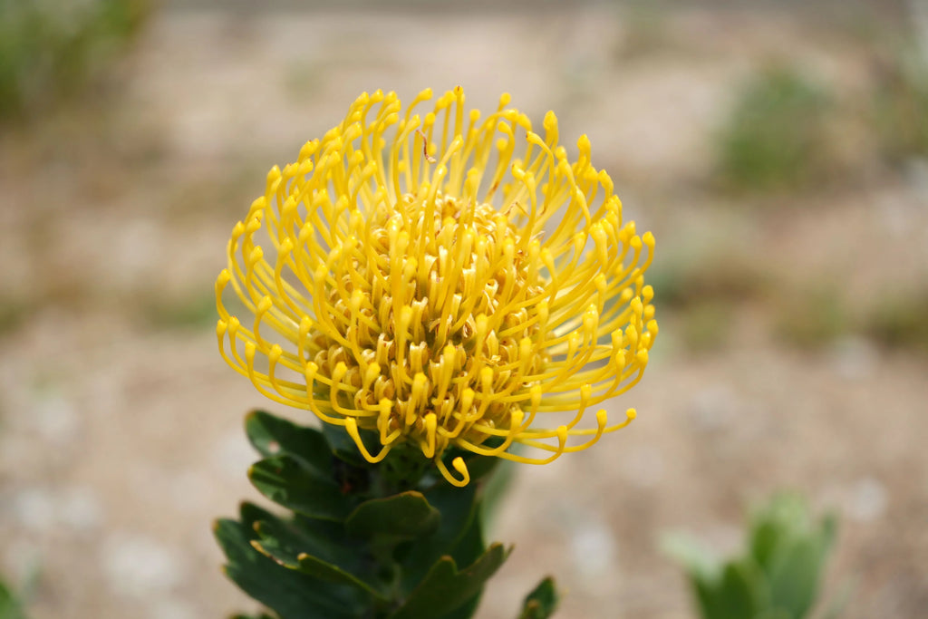 ☀️Leucospermum 'High Gold': Brilliant Lemon-Yellow Spheres and Rugged Coastal Vigor