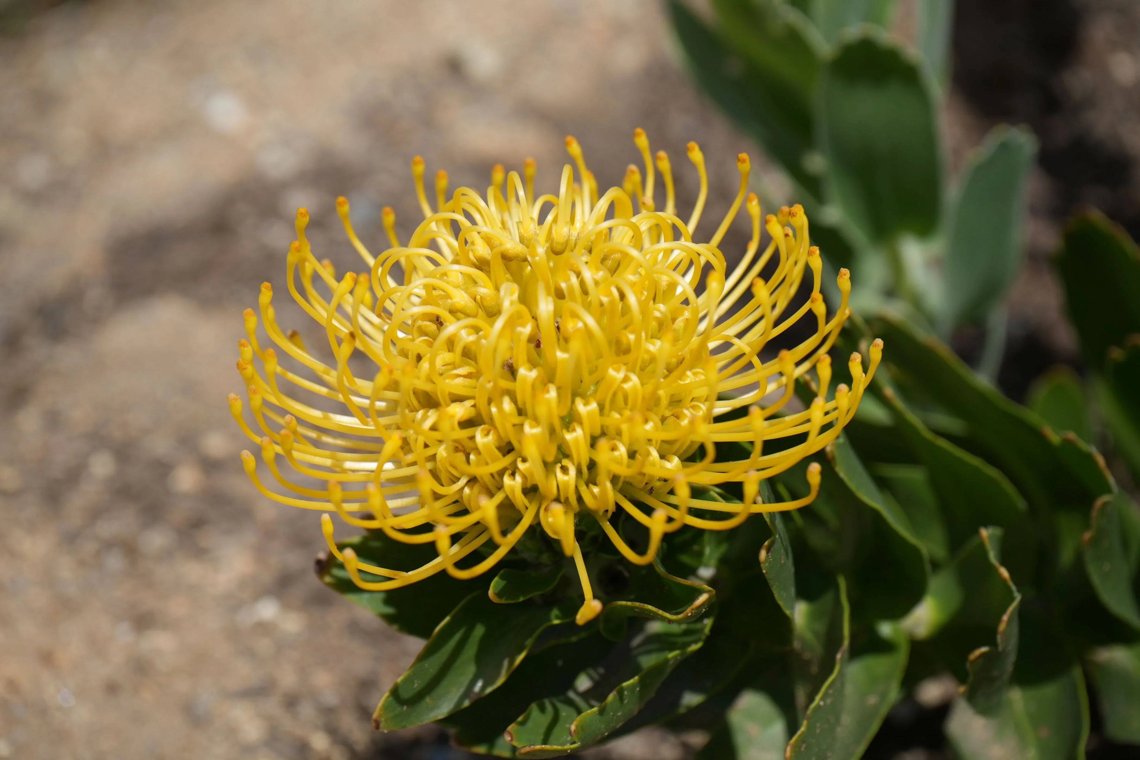 ☀️Leucospermum 'High Gold': Brilliant Lemon-Yellow Spheres and Rugged Coastal Vigor