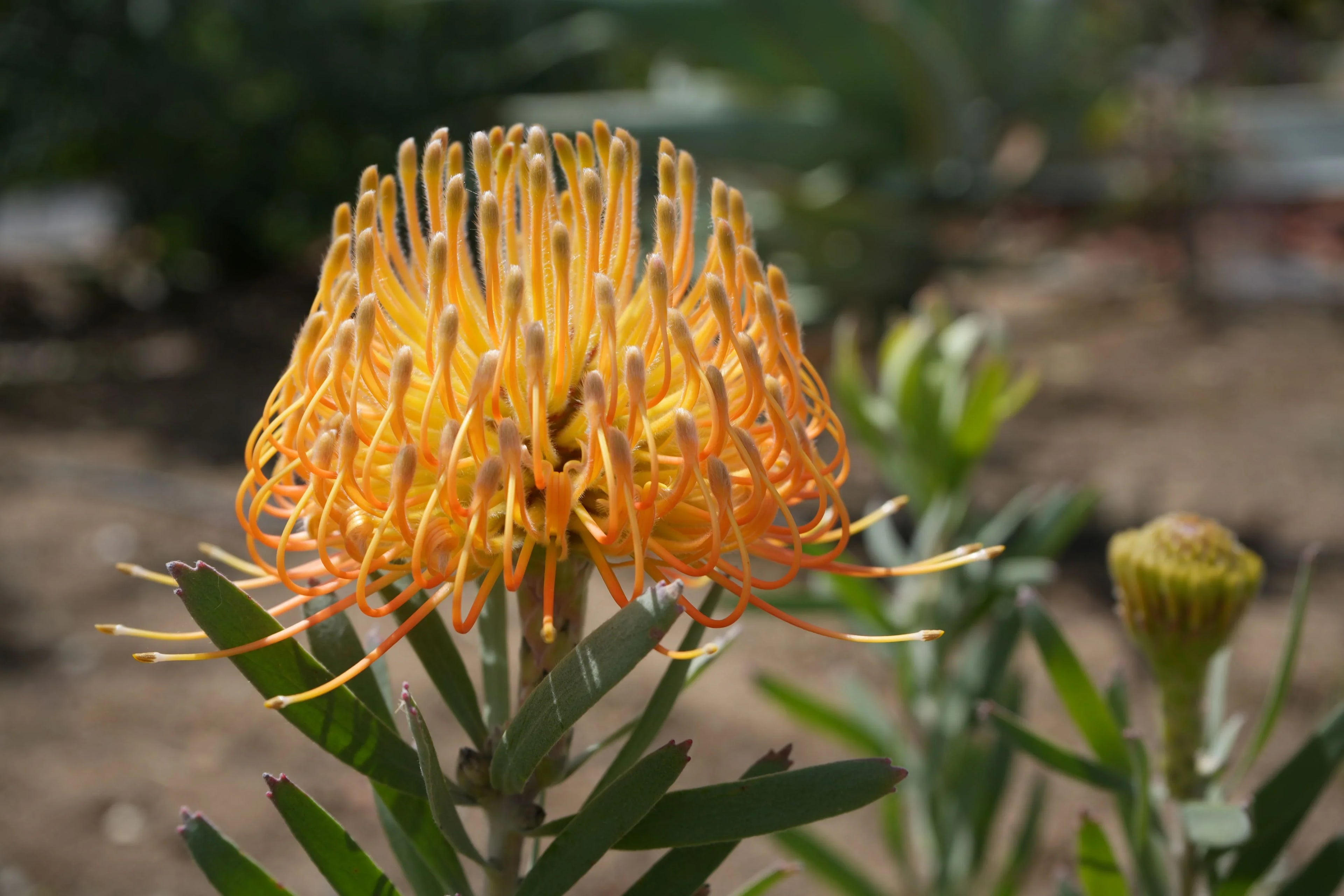 Leucospermum ‘Brandi de la Cruz’: Luminous Salmon-Orange Blooms on a Compact, Tidy Shrub