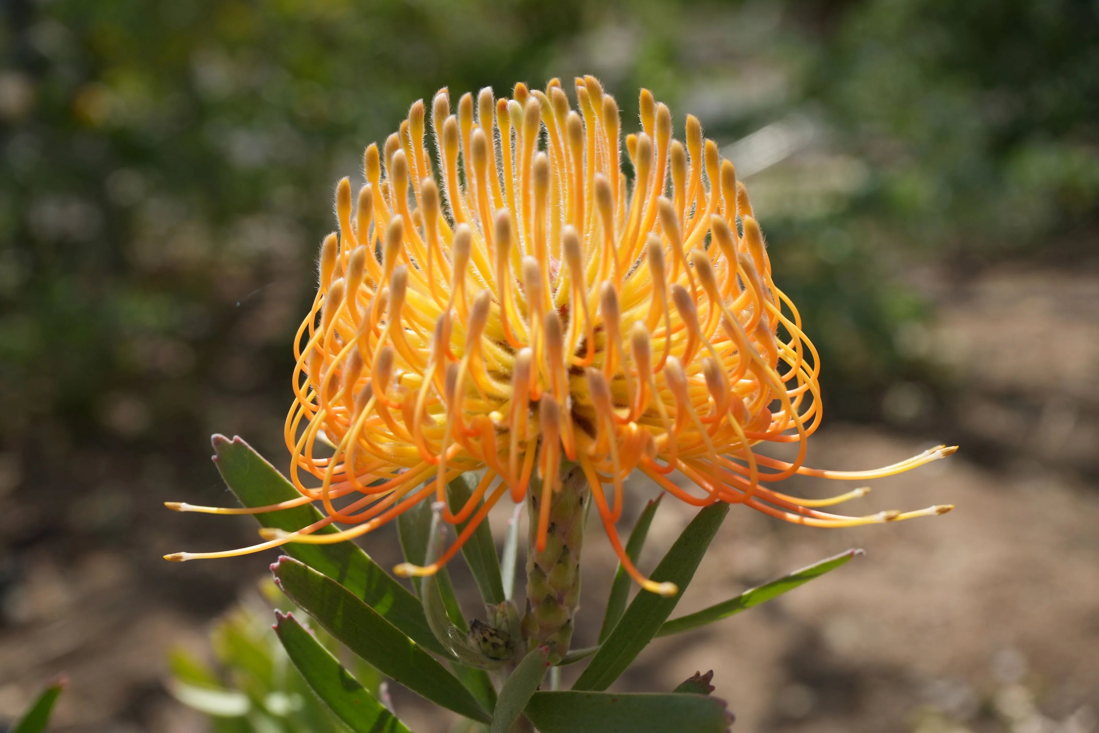 Leucospermum ‘Brandi de la Cruz’: Luminous Salmon-Orange Blooms on a Compact, Tidy Shrub