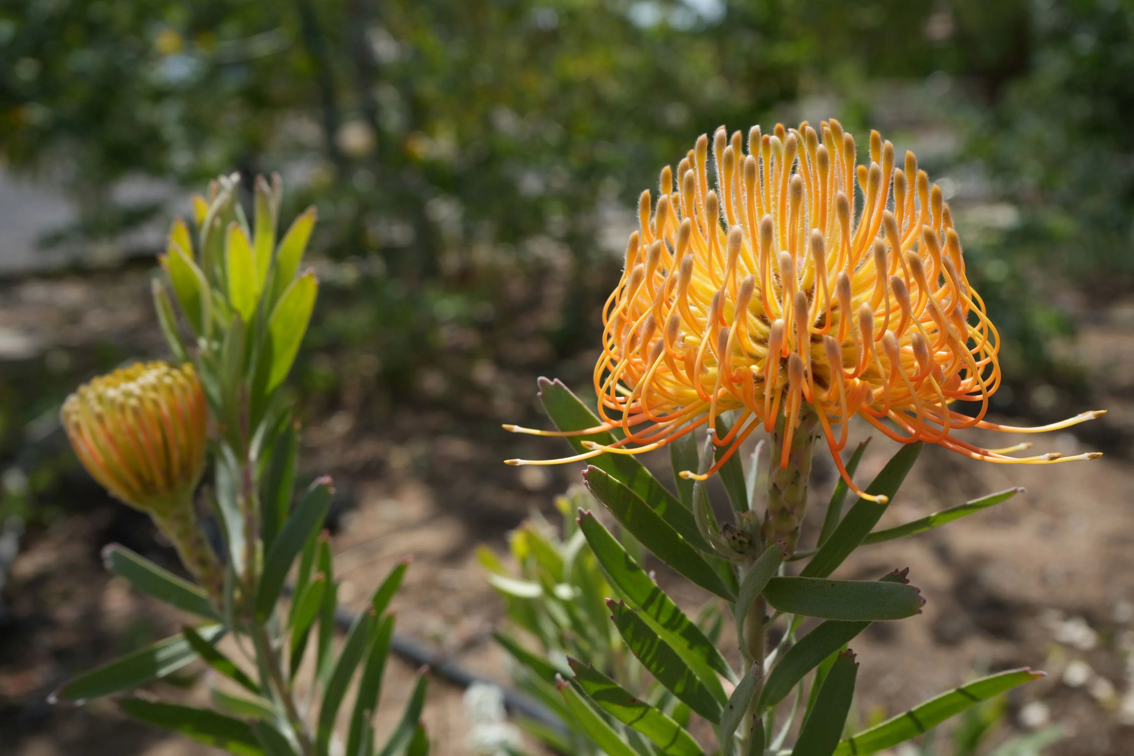 Leucospermum ‘Brandi de la Cruz’: Luminous Salmon-Orange Blooms on a Compact, Tidy Shrub