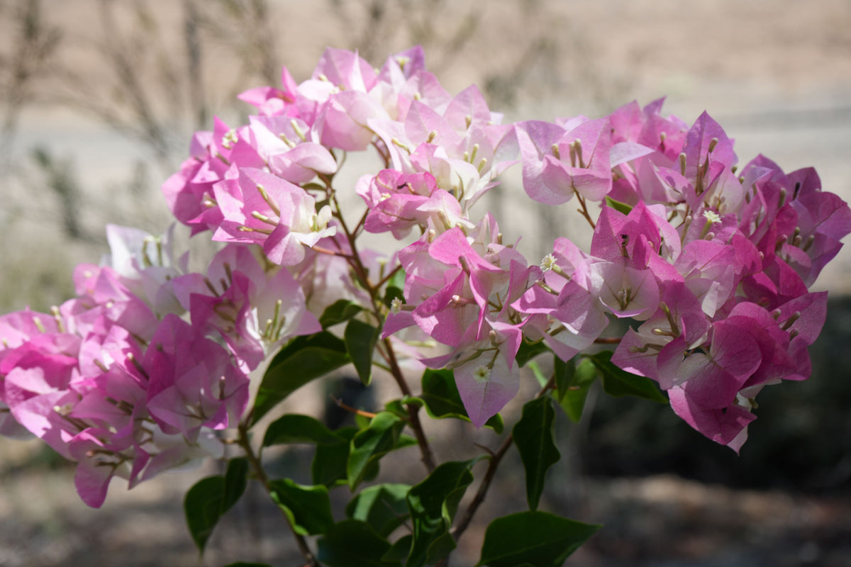 Bougainvillea ‘Imperial Thai Delight’