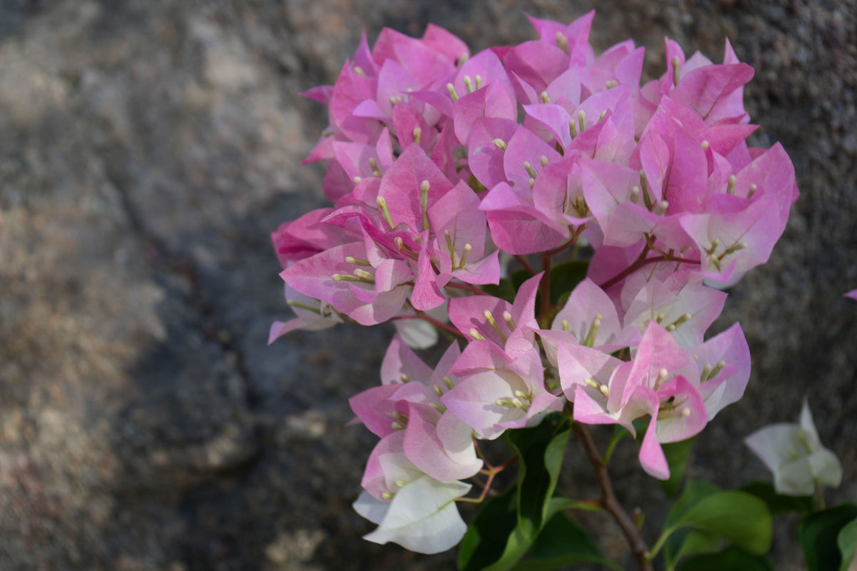 Bougainvillea ‘Imperial Thai Delight’