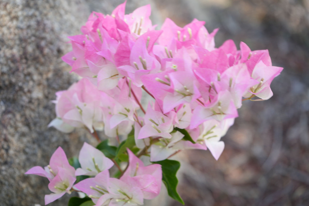 Bougainvillea ‘Imperial Thai Delight’