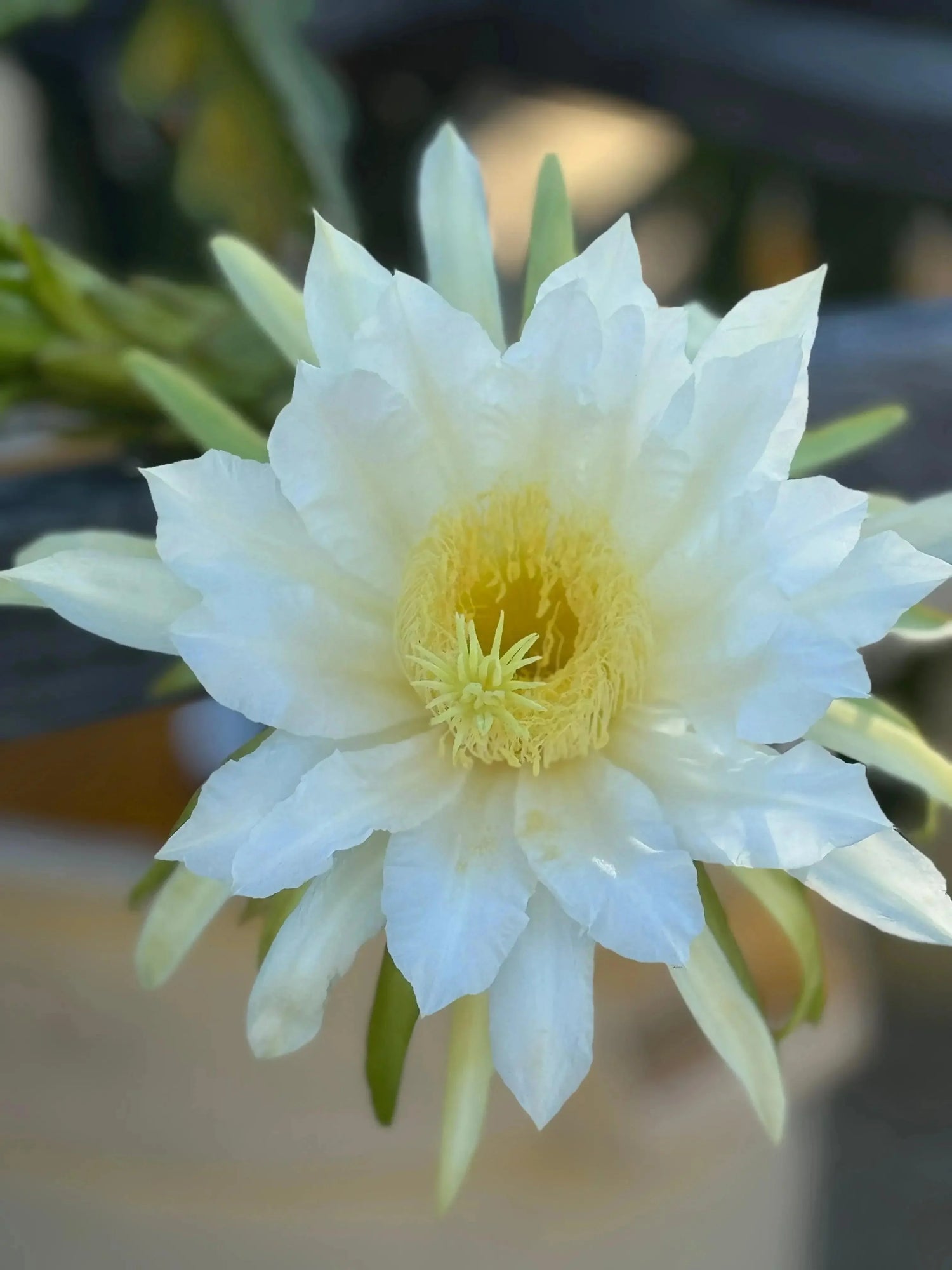 Close-up of a blooming white dragon fruit flower outdoors, with visible yellow center.