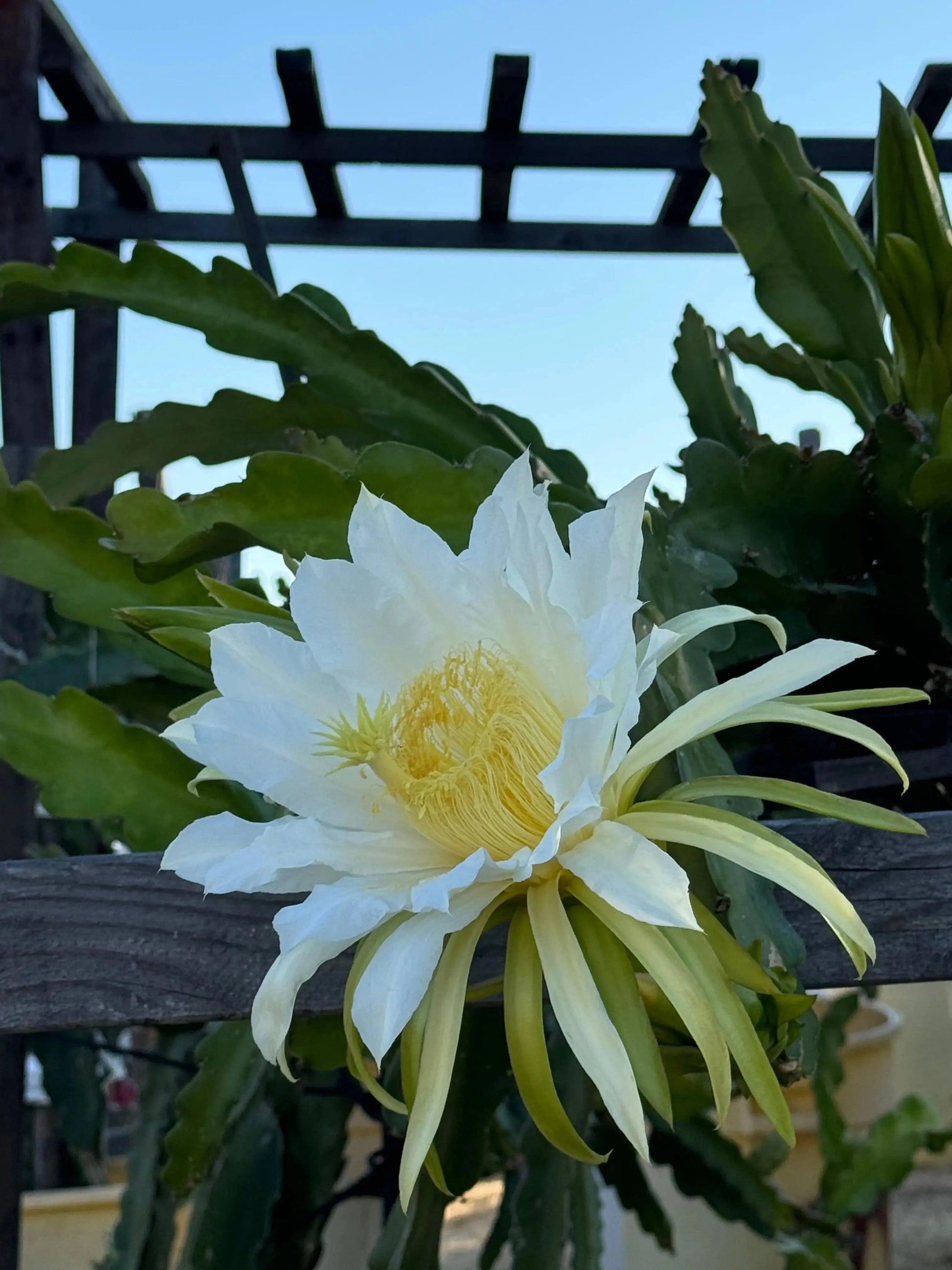 White Dragon Fruit Plant: A Tropical Delicacy - Bonte Farm